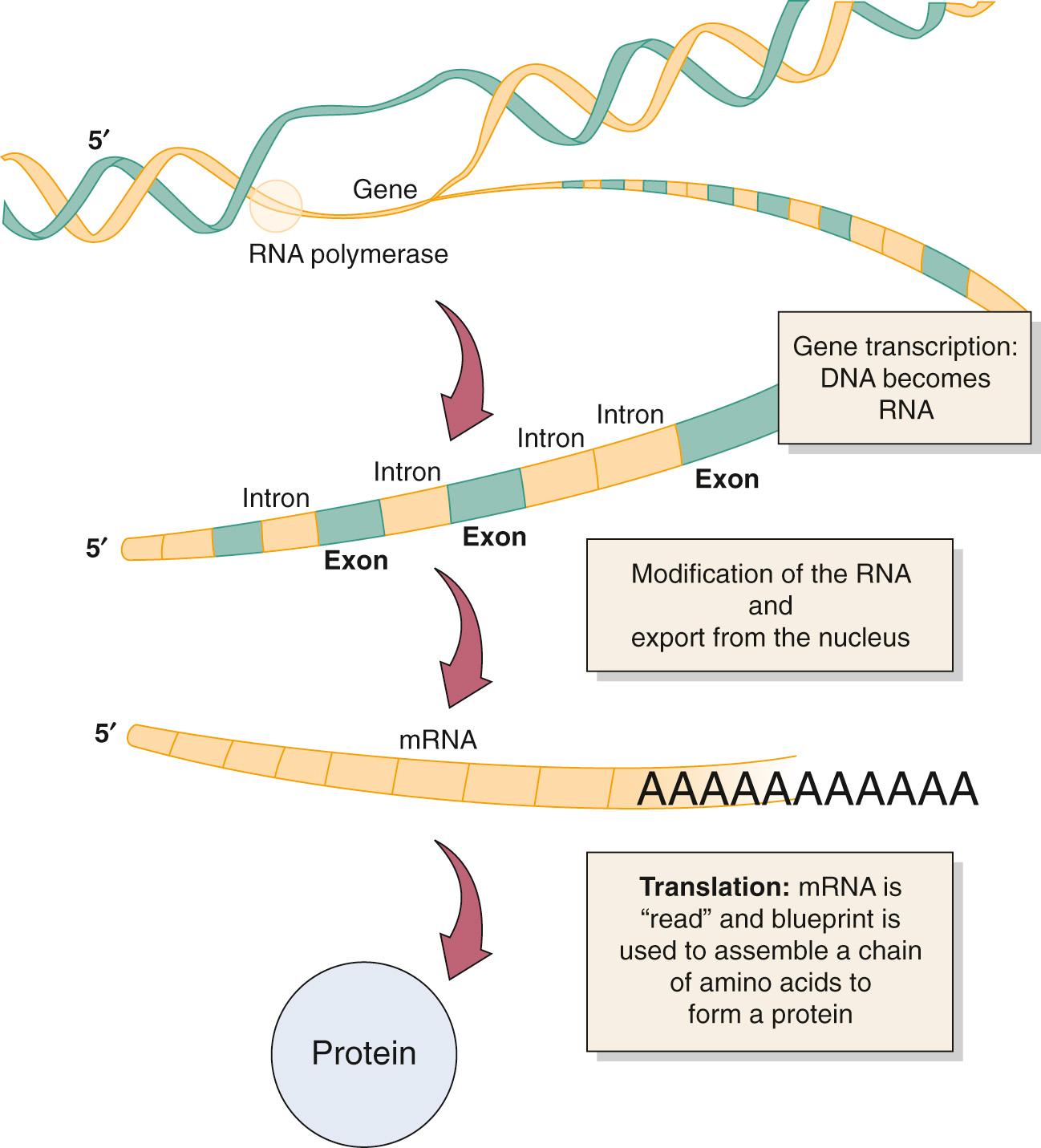 Fig. 72.1, The basic steps involved in gene expression.