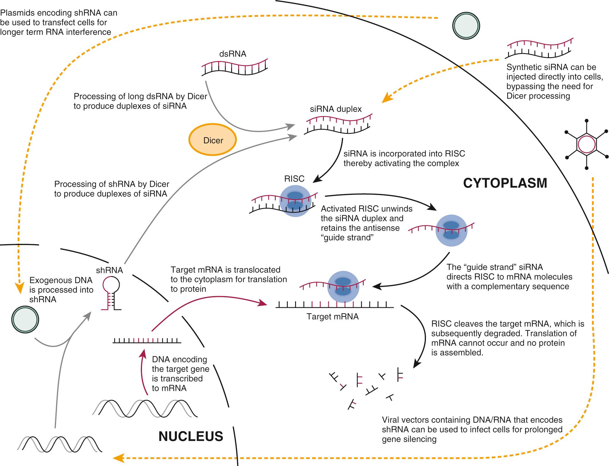 Fig. 72.3, Mechanisms of RNA interference.