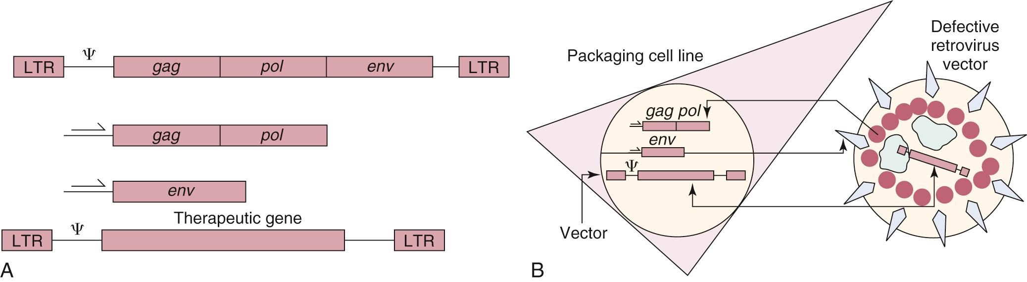 Fig. 72.6, Construction of a replication-defective retroviral vector.