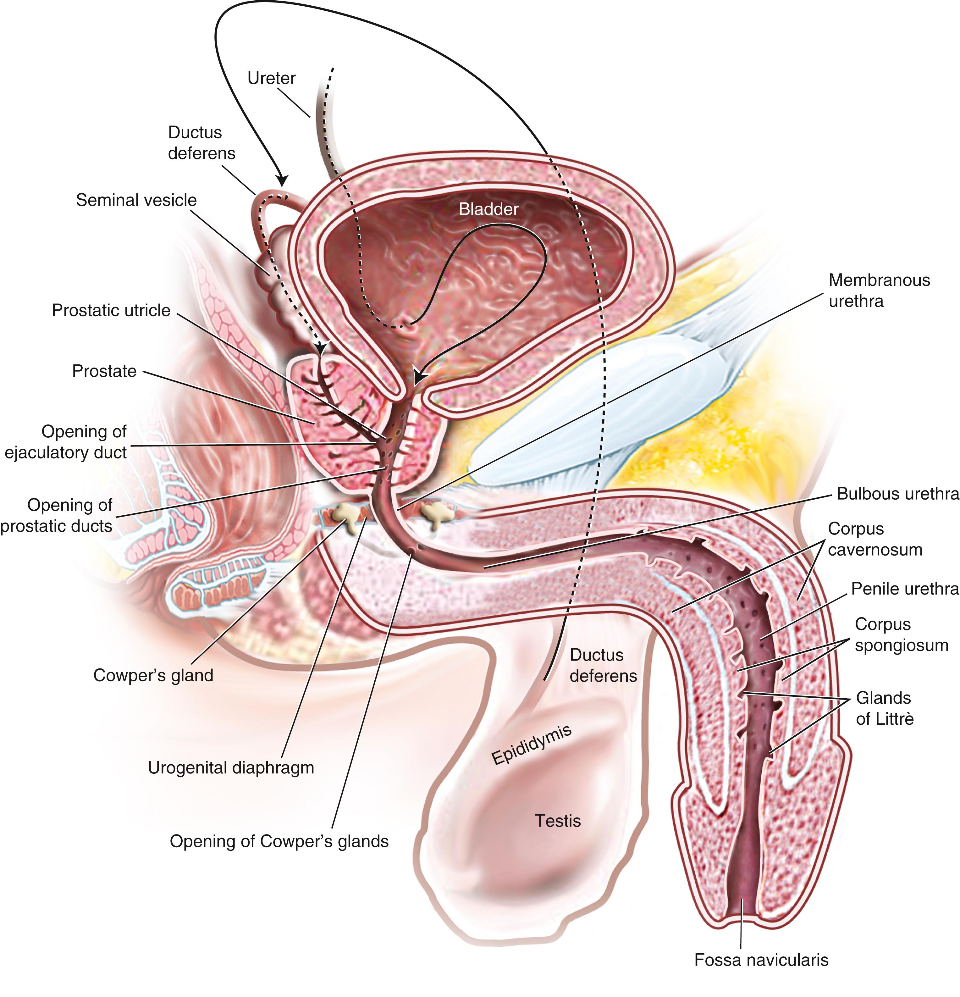 Fig. 25.22, Normal anatomy of the male urethra. A schematic drawing demonstrates the anatomy of the male urethra and its relationship with periurethral structures.