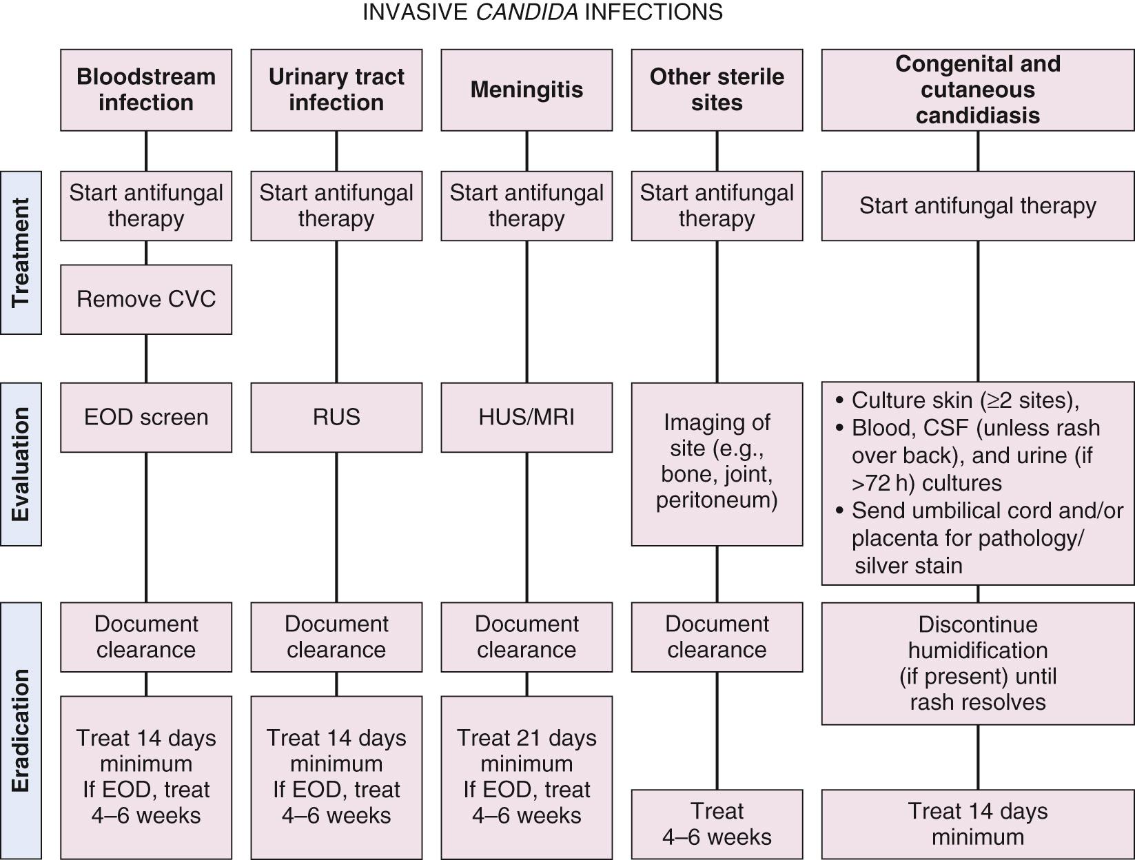 Fig. 49.6, Algorithm for evaluation and treatment of invasive Candida infections in neonates. Initiate therapy pending susceptibilities (see Table 49.5 ). Initial end-organ dissemination screening should be performed at presentation or after 5-7 days of appropriate antifungal treatment. With end-organ dissemination (EOD) meningitis, persistent candidemia greater than 7 days, combination therapy with a second antifungal is recommended based on susceptibilities (fluconazole is most commonly selected due to water solubility and CSF penetration). EOD screen includes surveillance for cardiac, renal, eye, and brain involvement. If bowel disease such as necrotizing enterocolitis or focal bowel perforation is present, complete abdominal ultrasound for abscess should be performed. BSI, Bloodstream infection; CCC, congenital cutaneous candidiasis; CVC, central venous catheter; HUS, head ultrasound; ICI, invasive Candida infections; MRI, magnetic resonance imaging; RUS, renal ultrasound; UTI, urinary tract infection.
