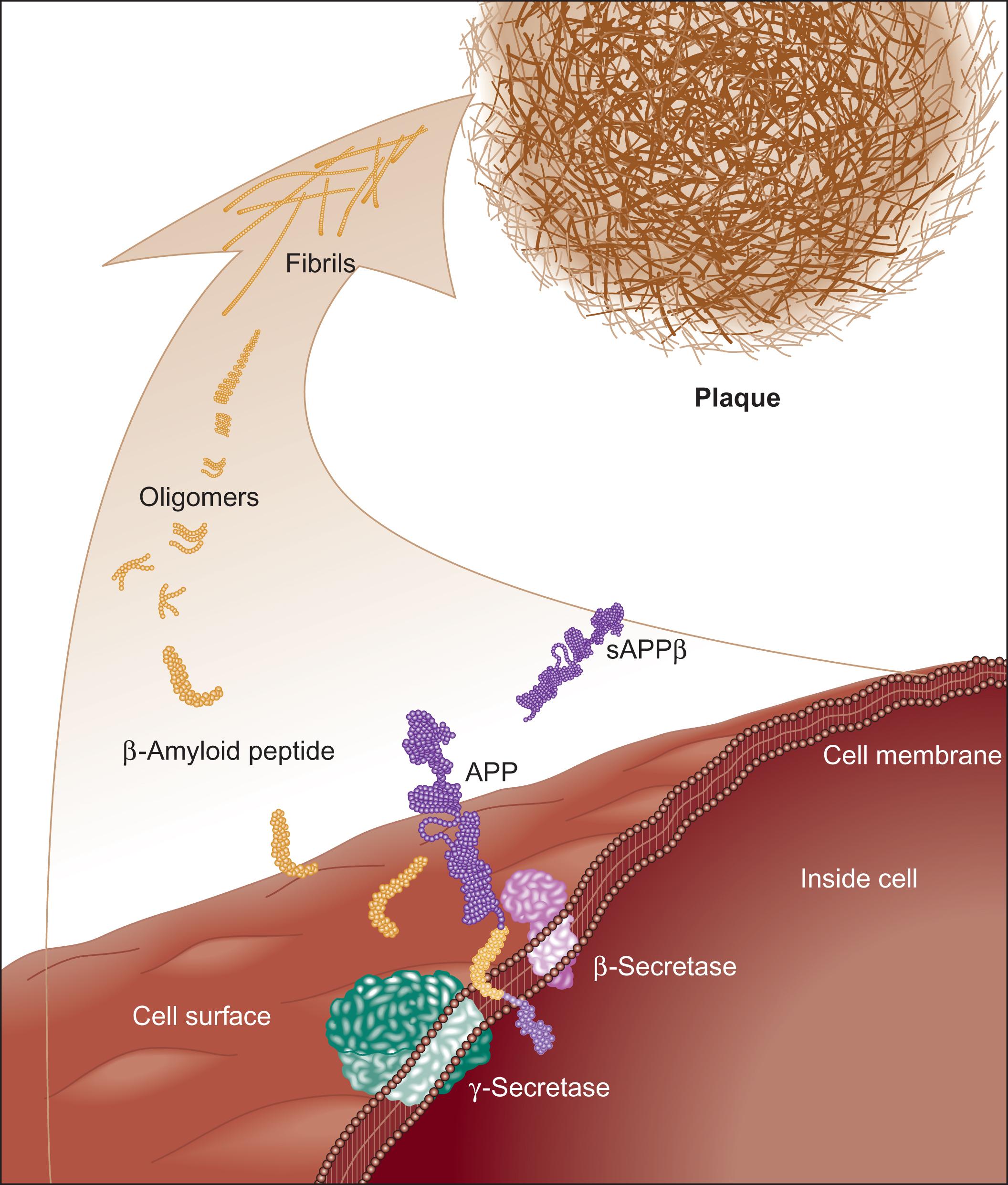 Fig. 23.3, Plaque formation.