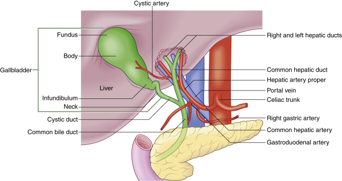 Fig. 17.1, Diagram demonstrating normal anatomy of the upper abdomen, including the relationship of the hepatic artery to the common bile duct and the biliary ductal system.