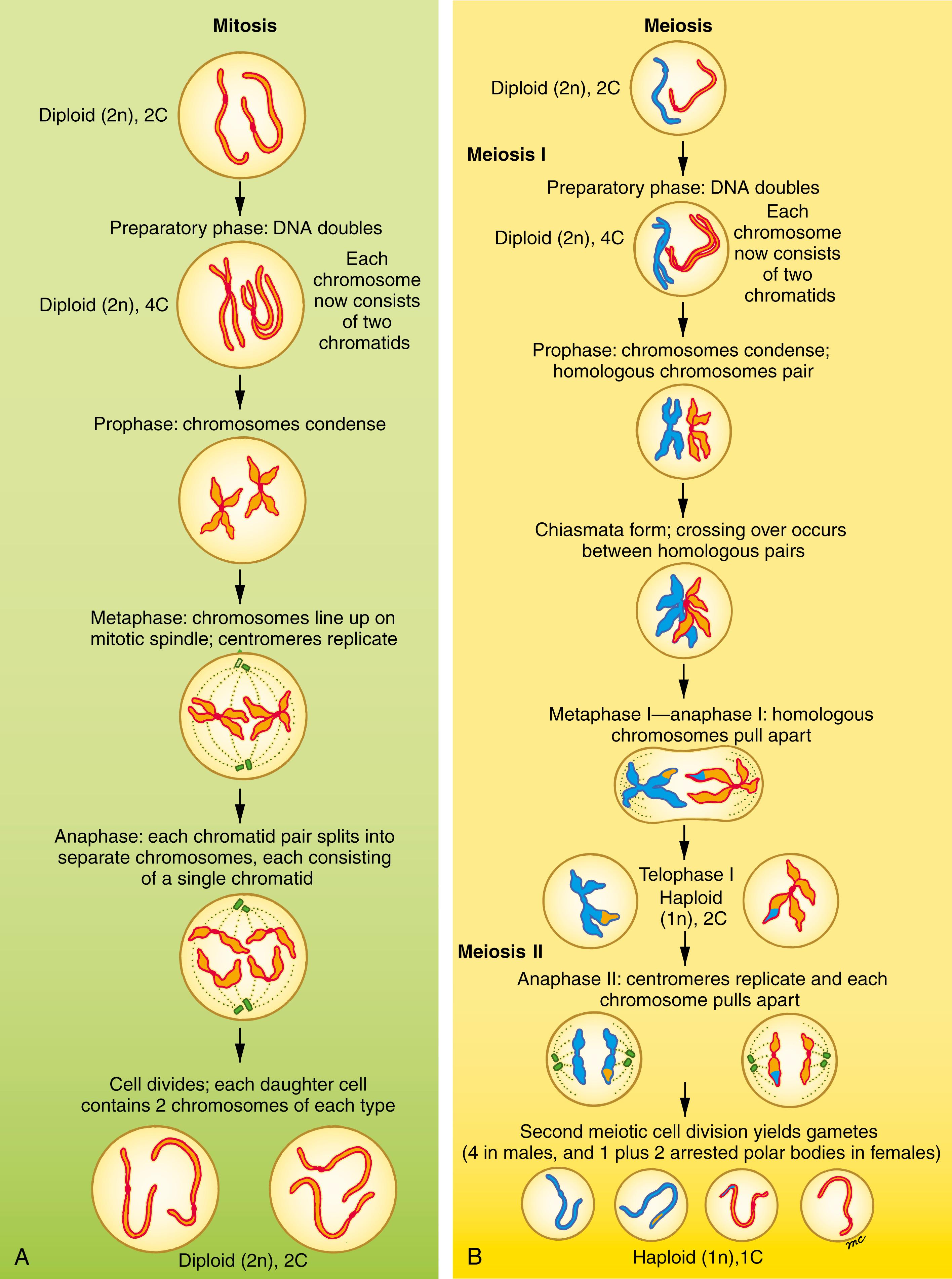 Fig. 1.2, Types of Cell Division