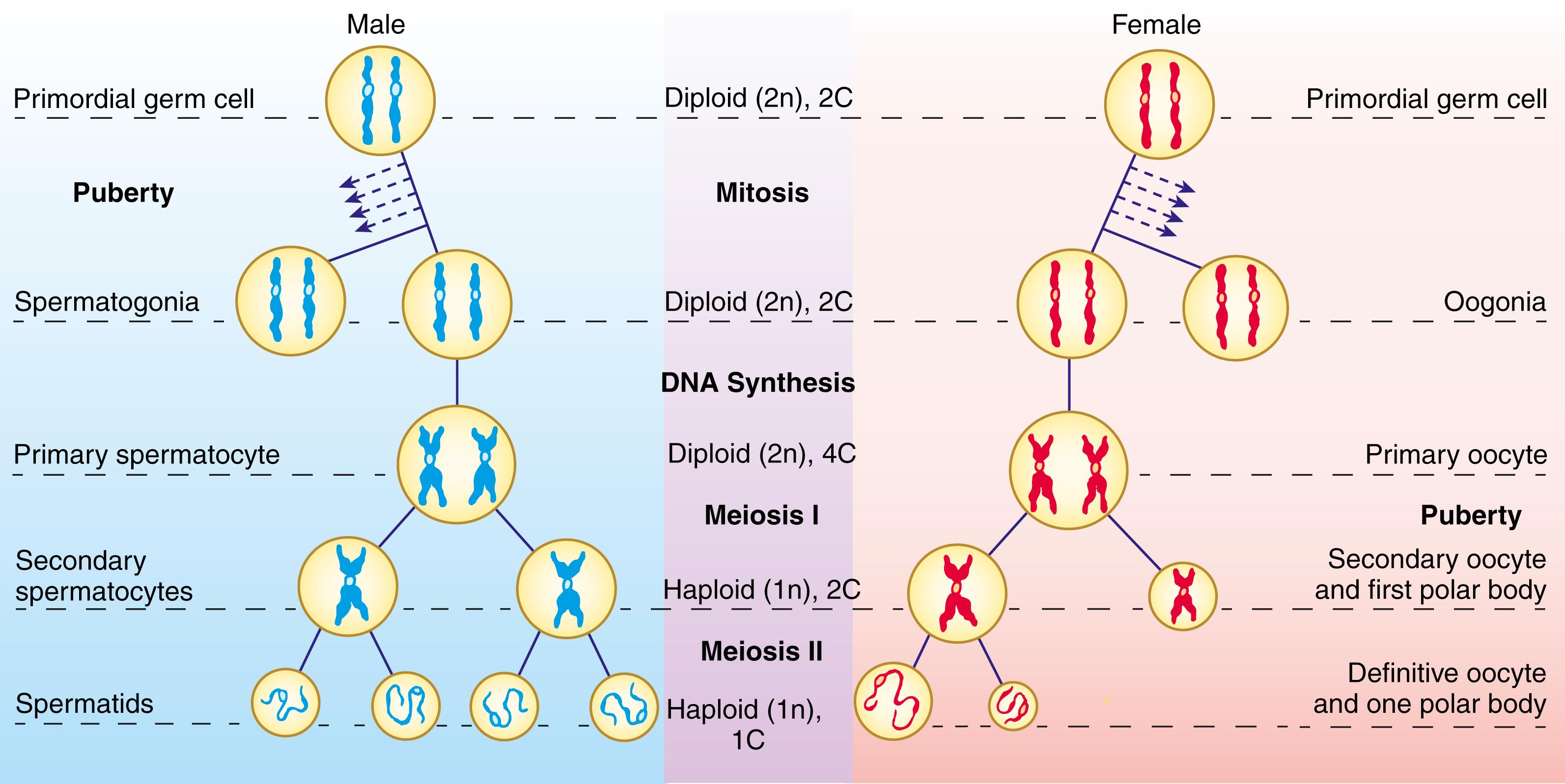 Fig. 1.3, Nuclear Maturation of Germ Cells in Meiosis in the Male and Female