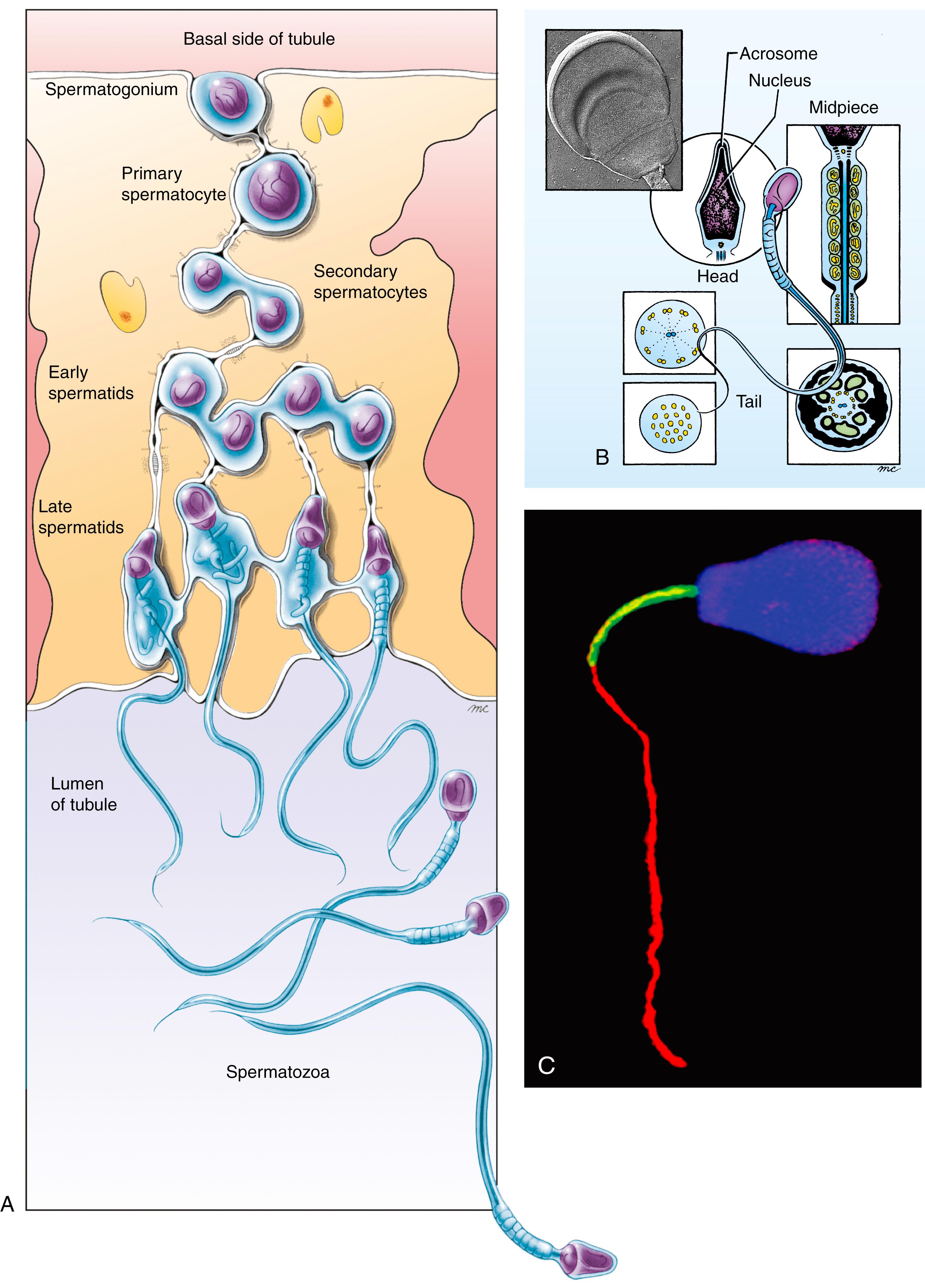 Fig. 1.4, Spermatogenesis and Spermiogenesis