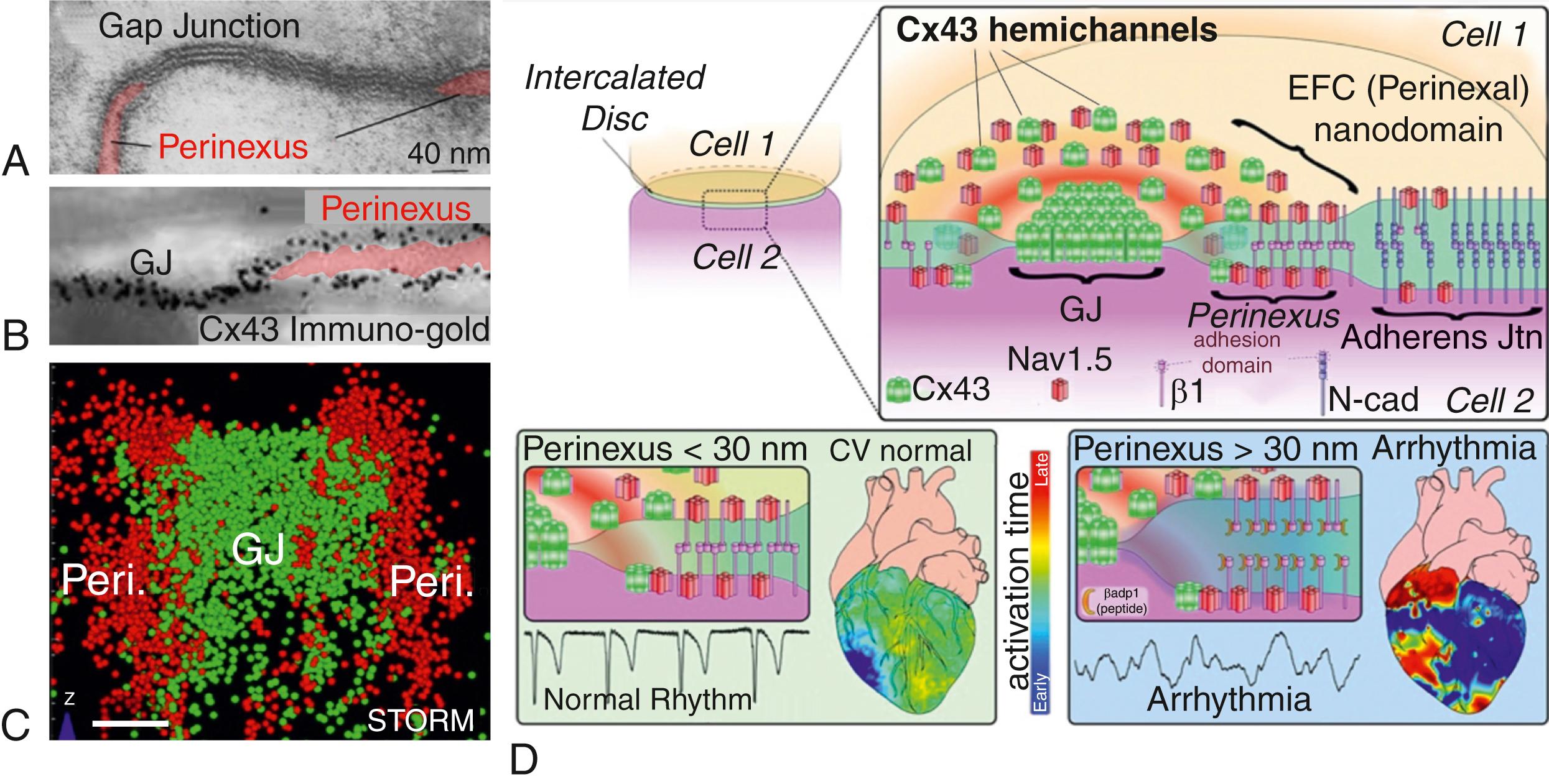 Fig. 8.1, Cx43 GJ and associated perinexal nanodomain within the intercalated disc.