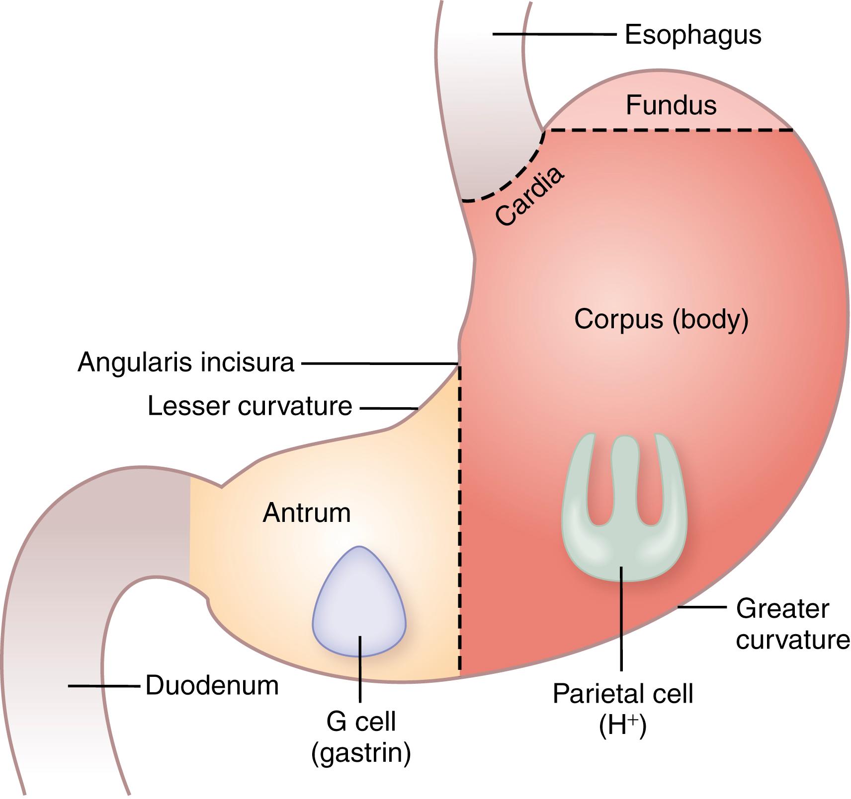 Fig. 51.3, Functional gastric anatomy. The stomach consists of 3 anatomic (fundus, corpus or body, and antrum) and 2 functional (oxyntic and pyloric gland) areas. The hallmark of the oxyntic gland area is the parietal cell. The hallmark of the pyloric gland area is the G or gastrin cell.