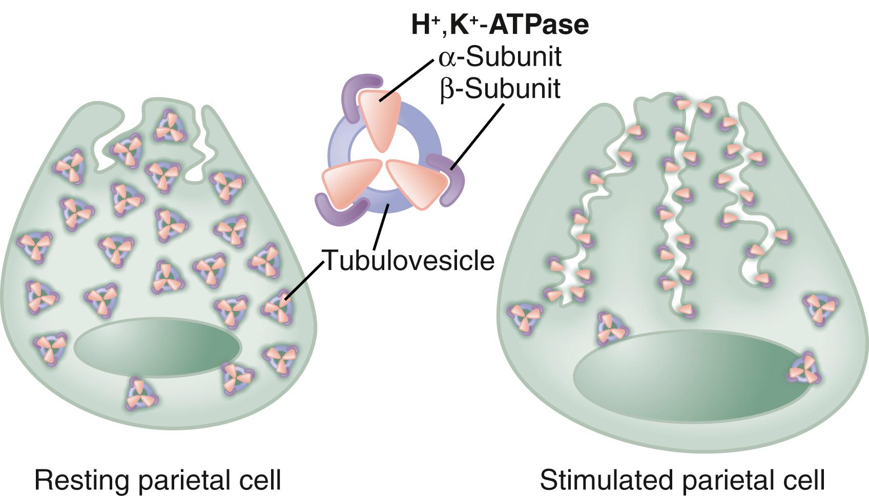 Fig. 51.14, Model illustrating the translocation and activation of H + ,K + -ATPase. In the resting state, H + ,K + -ATPase is sequestered within cytoplasmic tubulovesicles and is inactive. On stimulation, the tubulovesicles move to and fuse with the apical membrane, forming an extensive canalicular system. Translocation of H + ,K + -ATPase into the canalicular membrane together with the presence of luminal K + activates the enzyme.