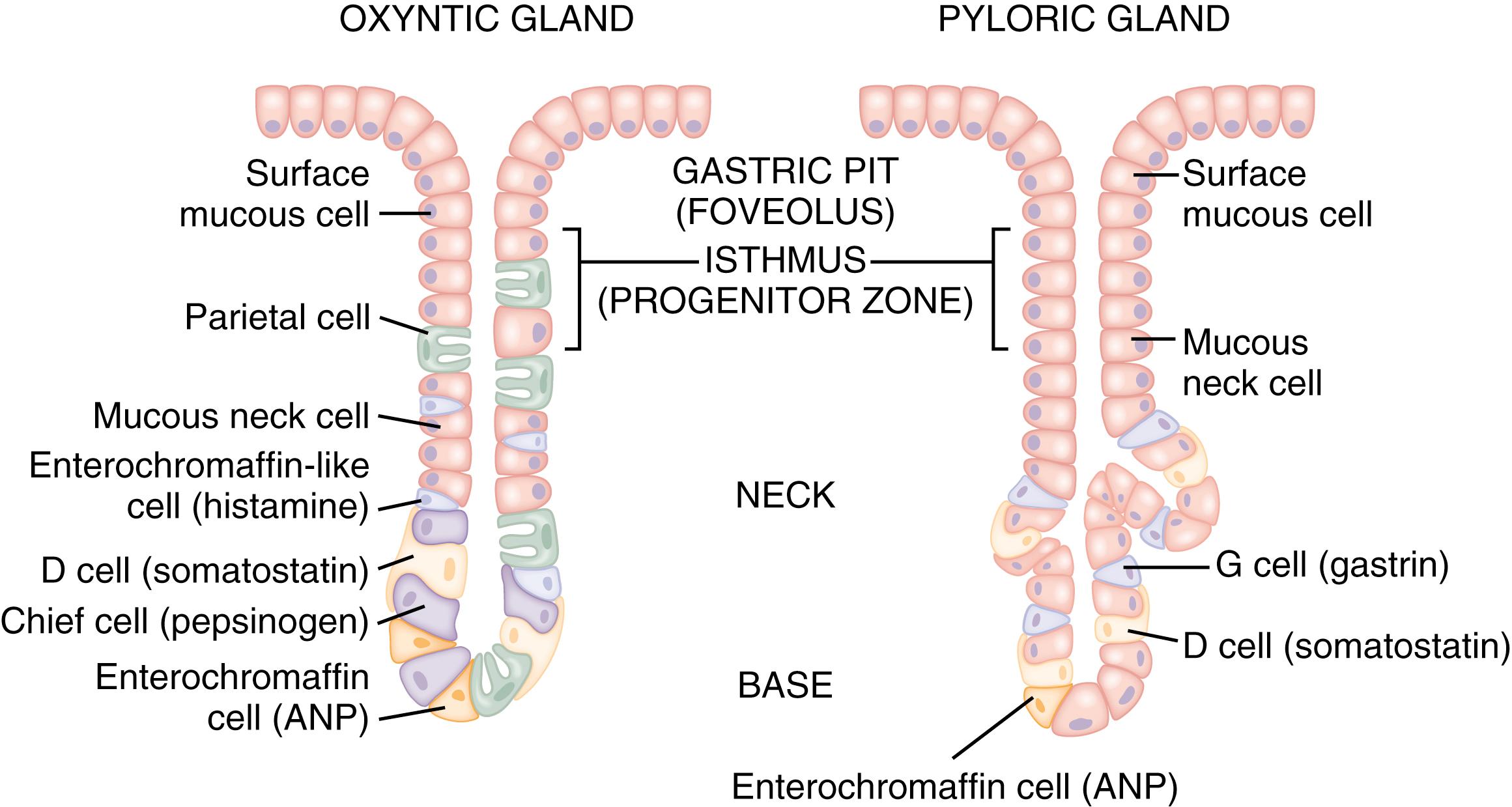 Fig. 51.4, Gastric gland anatomy. Somatostatin-containing D cells contain cytoplasmic processes that terminate in the vicinity of acid-secreting parietal and histamine-secreting ECL cells in the oxyntic gland area (fundus and corpus) and gastrin-secreting G cells in the pyloric gland area (antrum). The functional correlate of this anatomic coupling is a tonic paracrine restraint on acid secretion by somatostatin that is exerted directly on the parietal cell, as well as indirectly by inhibiting histamine and gastrin secretion. ANP, atrial natriuretic peptide.