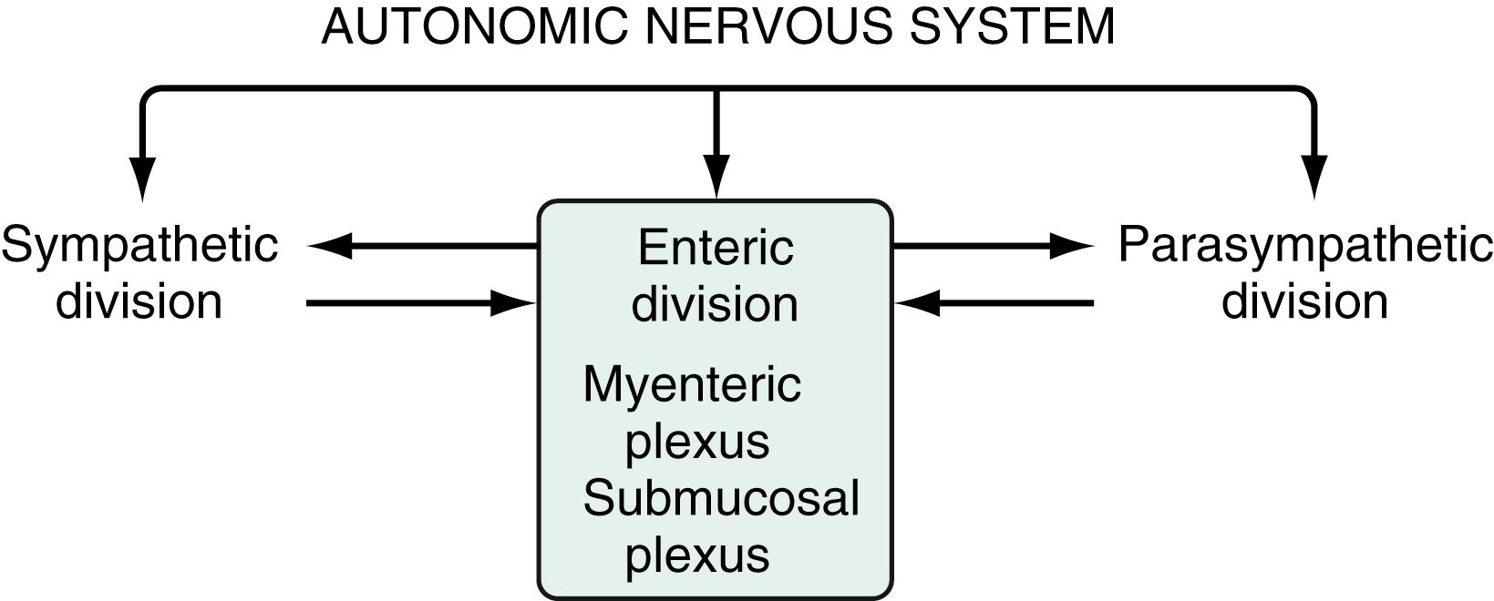 Fig. 51.6, The autonomic nervous system consists of sympathetic, parasympathetic, and enteric divisions. The enteric division consists of the myenteric plexus, which primarily regulates motility, and the submucosal plexus, which primarily regulates secretion. Although the enteric division can function autonomously, it receives input from and sends projections to the other divisions.