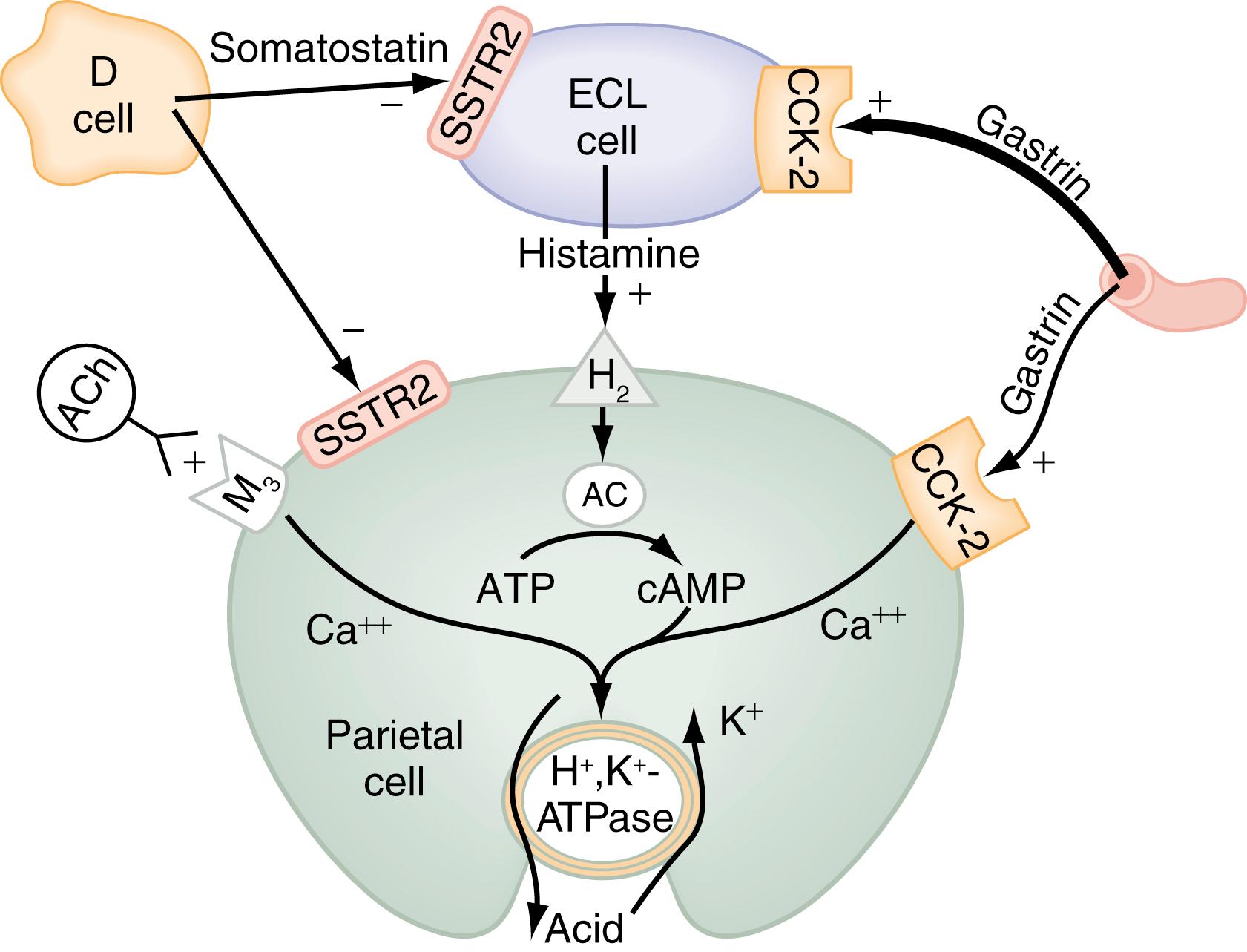 Fig. 51.9, Model illustrating parietal cell receptors and transduction pathways. The principal stimulants of acid secretion at the level of the parietal cell are histamine (paracrine), gastrin (hormonal), and ACh (neurocrine). Histamine, released from ECL cells, binds to H 2 receptors that activate adenylate cyclase (AC) and generate adenosine 3′,5′- cAMP . Gastrin, released from G cells, binds to CCK subtype 2 (CCK-2) receptors that activate phospholipase C (not shown) to induce the release of cytosolic calcium (Ca ++ ). Gastrin stimulates the parietal cell directly and, more importantly, indirectly by releasing histamine from ECL cells. ACh, released from intramural enteric neurons, binds to muscarinic type 3 (M 3 ) receptors that are coupled to an increase in intracellular calcium. The intracellular cAMP- and calcium-dependent signaling systems activate downstream protein kinases, ultimately leading to fusion and activation of H + ,K + -ATPase, the proton pump. Somatostatin, released from oxyntic D cells, is the principal inhibitor of acid secretion. Somatostatin, acting via the SSTR2 receptor, inhibits the parietal cell directly as well as indirectly by inhibiting histamine release from ECL cells. +, stimulatory; −, inhibitory.