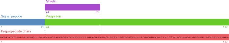 Fig. 2.3, Amino acid sequence of ghrelin prepropeptide and secreted peptide, derived from Uniprot/Swissprot database.