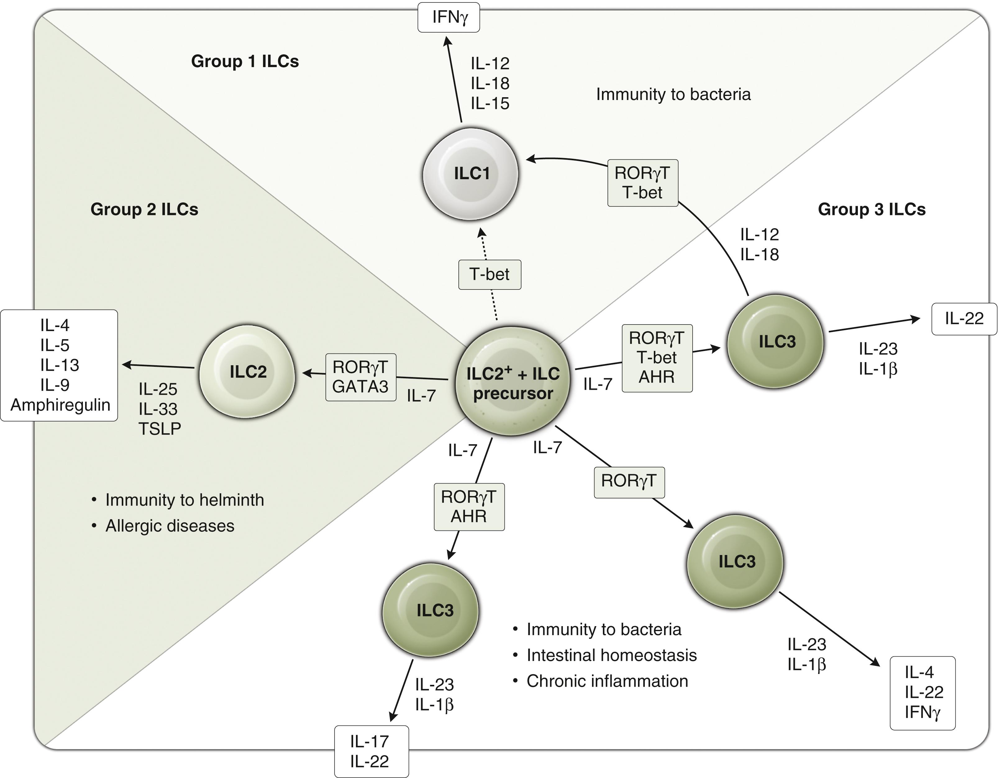 Fig. 40.2, Classification of Innate Lymphoid Cells.