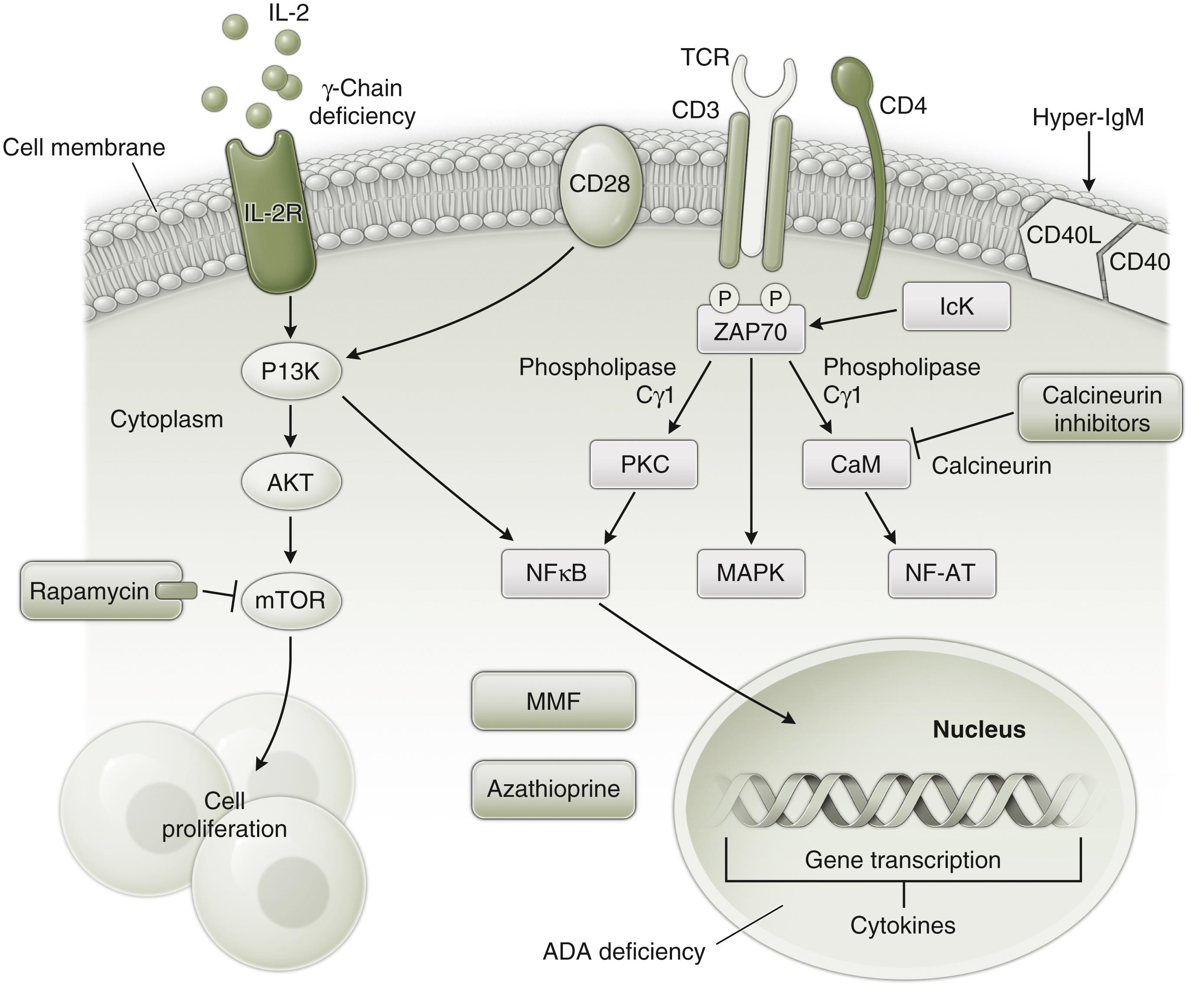 Fig. 40.4, Signaling effects in T-lymphocyte activation and sites of effects of immunodeficiency syndromes. Binding of antigen (Ag), in association with MHC proteins, to the T-cell receptor (TCR) –CD3 complex activates two intracellular pathways of signaling. The first pathway involves diacylglycerol and protein kinase C (PKC) ; the second involves inositol triphosphate and calcineurin. The end result of this intracellular signaling is increased DNA synthesis by T cells and increased synthesis of cytokine (e.g., interleukin [IL]-2) messenger RNA, as mediated by the nuclear factor of activated T cells (NF-AT) . The activated T cell expresses CD40 ligand (CD40L) . Patients with adenosine deaminase (ADA) deficiency and purine nucleotide phosphorylase deficiency have impaired synthesis of DNA; patients with X-linked severe combined immunodeficiency have defective IL-2 receptor γ-chain expression. Patients with hyper-IgM syndrome have defective expression of CD40L. AKT pathway, also known as protein kinase B mTOR, mammalian target of rapamycin; MMF, mycophenolate mofetil.