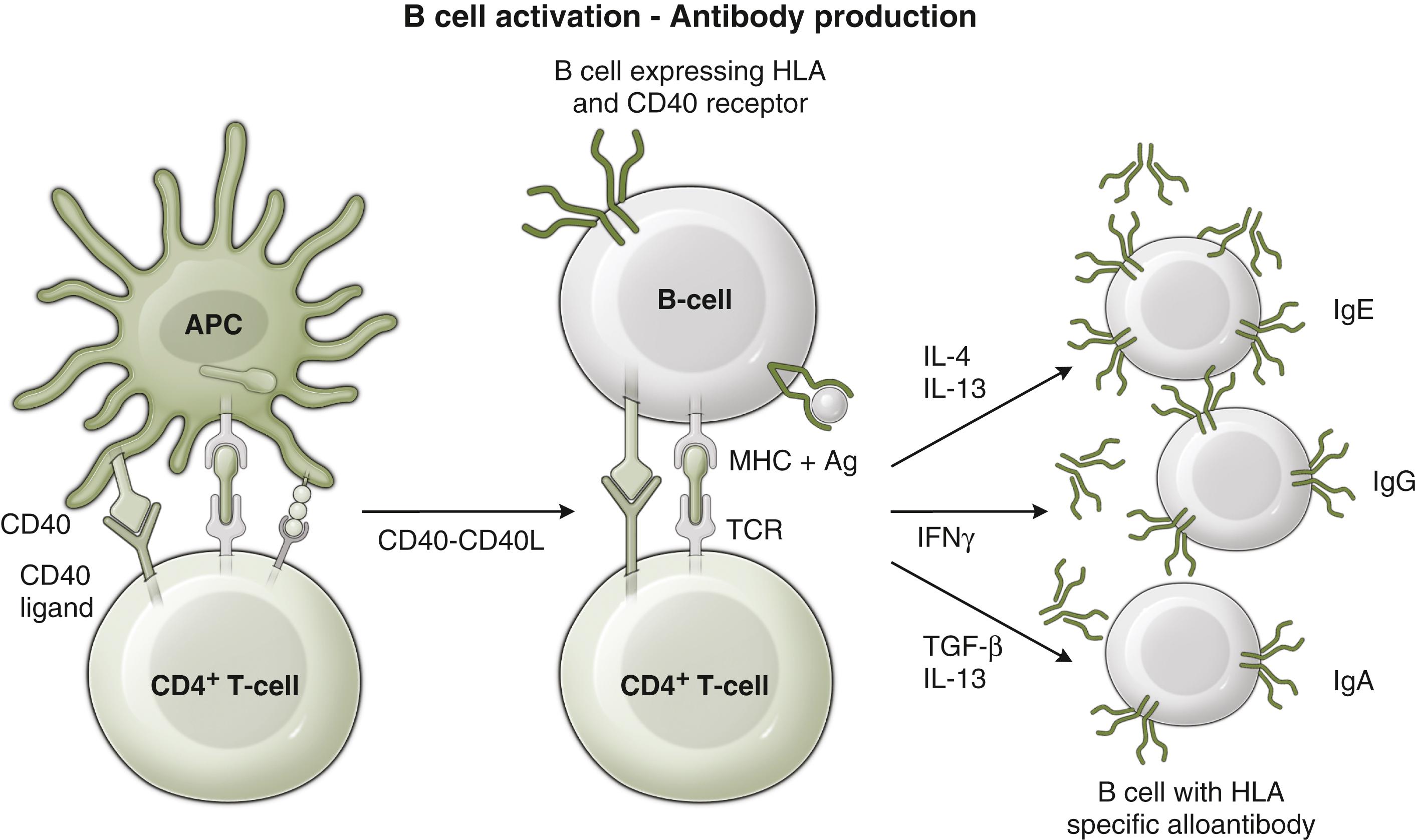 Fig. 40.5, B-cell Differentiation and the Role of Helper T Cells.