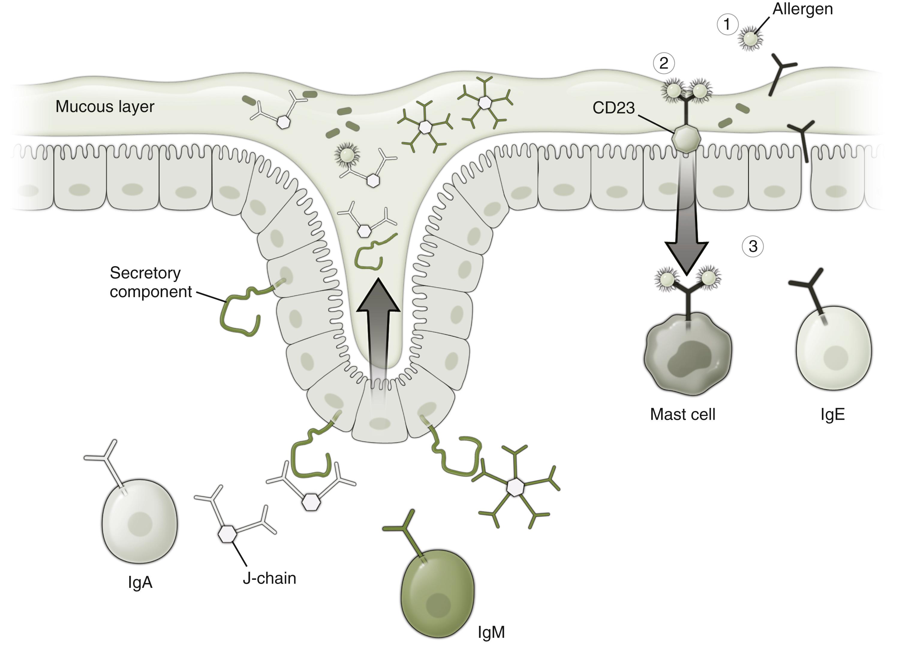 Fig. 5.2, To gain access to gut epithelium, bacteria and antigens need to penetrate a mucous layer, secreted by goblet cells and containing Paneth cell-secreted defensins. The left of the panel shows polymeric IgA and IgM transported across the epithelium in association with secretory component. These may bind in antigen-dependent fashion to bacteria and antigens in the lumen. This both modifies uptake of antigens and minimizes bacterial penetration. By contrast (see right), following sensitization, antigen-specific IgE may also be transported into the lumen (1) where it binds antigen (2) and is then taken back through the enterocyte by binding via the Fc receptor to the IgE receptor CD23 (3) . CD23 expression is upregulated and luminal IgE and bound antigen are fast-tracked through the enterocyte to the subepithelial mast cells. This may induce mast cell degranulation, and the released mast cell products then cause increased epithelial permeability. There is a consequent increase in passage between the enterocytes of unrelated antigens and bacterial components that would normally require epithelial uptake and processing.