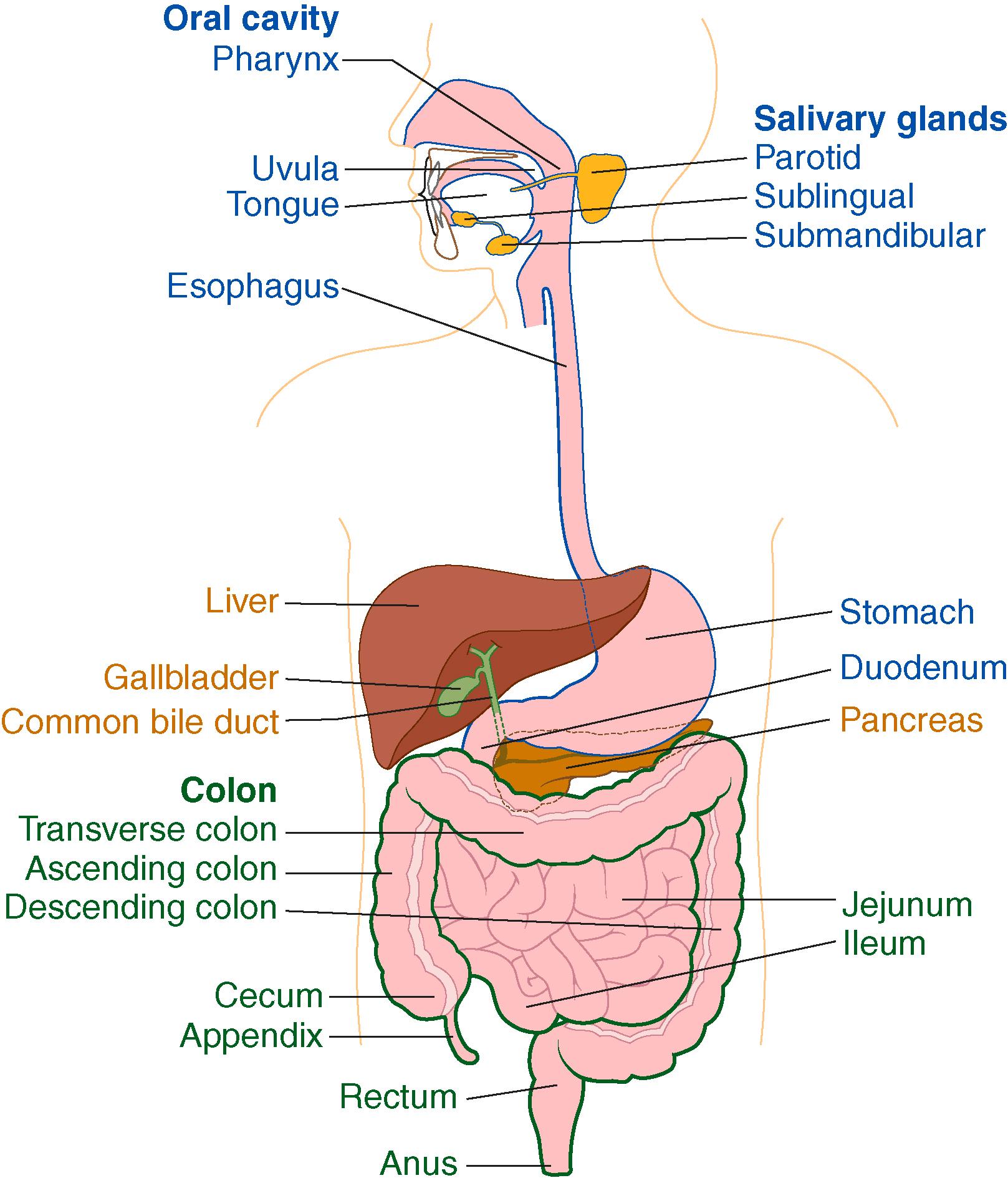 Figure 14.1, Anatomy of the GI tract includes three sub-systems: upper gastrointestinal (UGI), includes all organs labelled in blue colour; hepatopancreaticobiliary (HPB), includes all organs labelled in orange colour; lower gastrointestinal (LGI), includes all organs labelled in green colour.