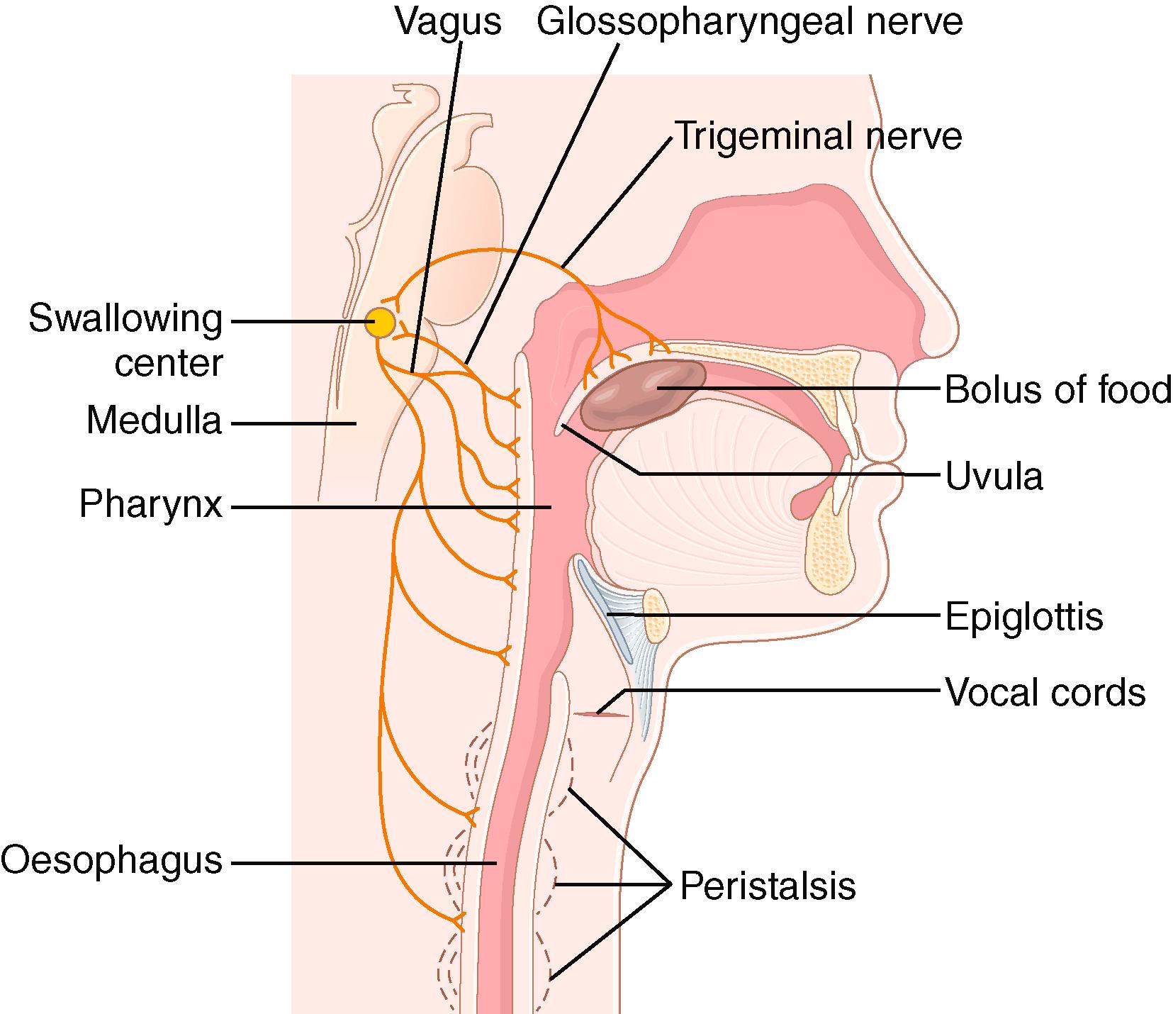 Figure 14.2, Mechanism of swallowing.