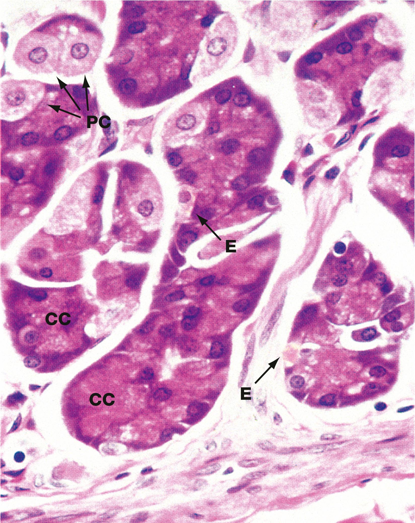 Fig. 14.12, Base of gastric gland