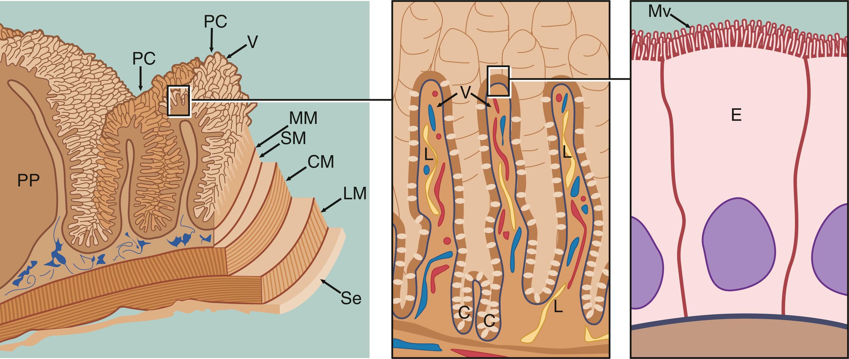 Fig. 14.18, Small intestine