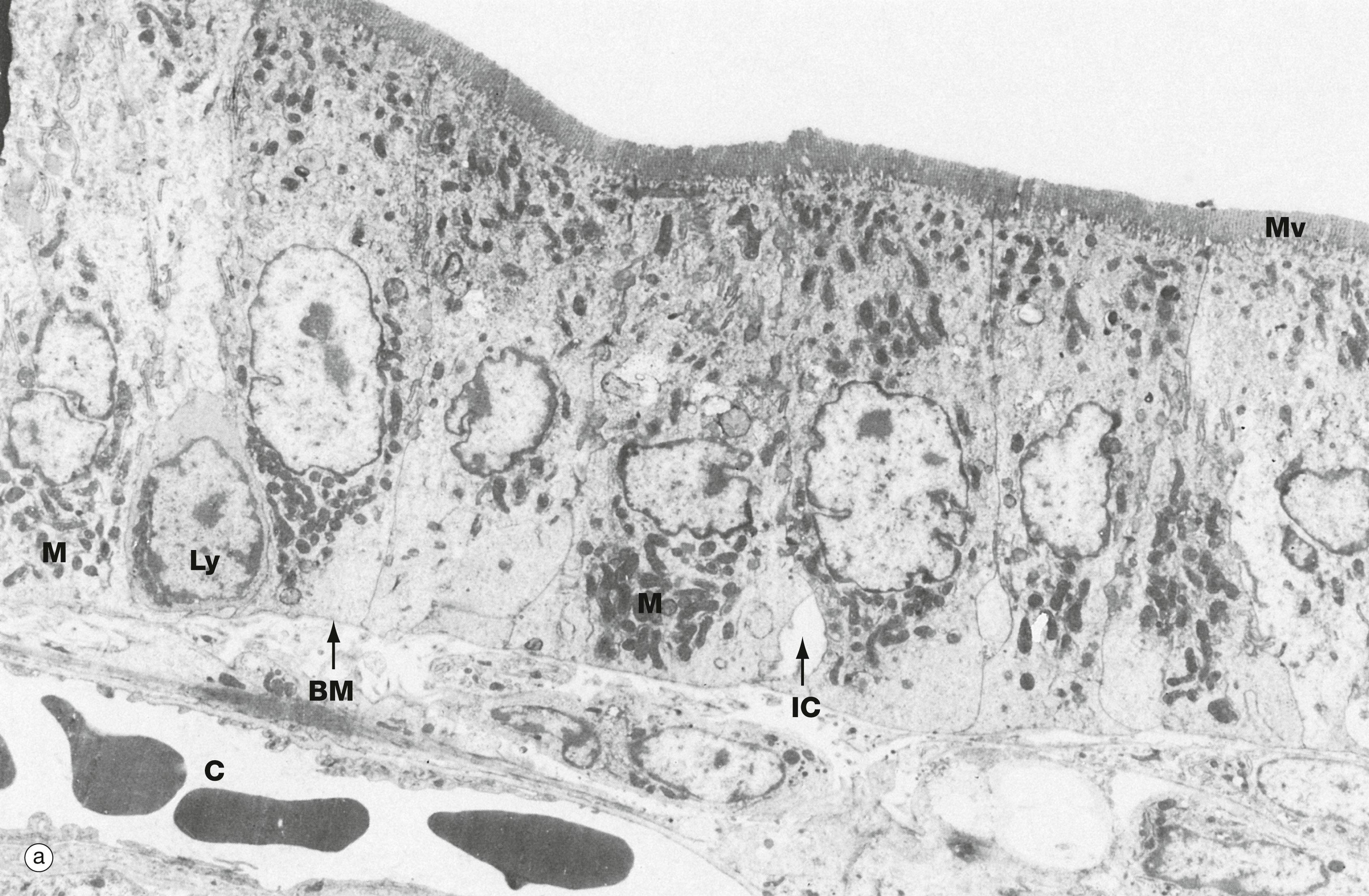 Fig. 14.25, Enterocytes