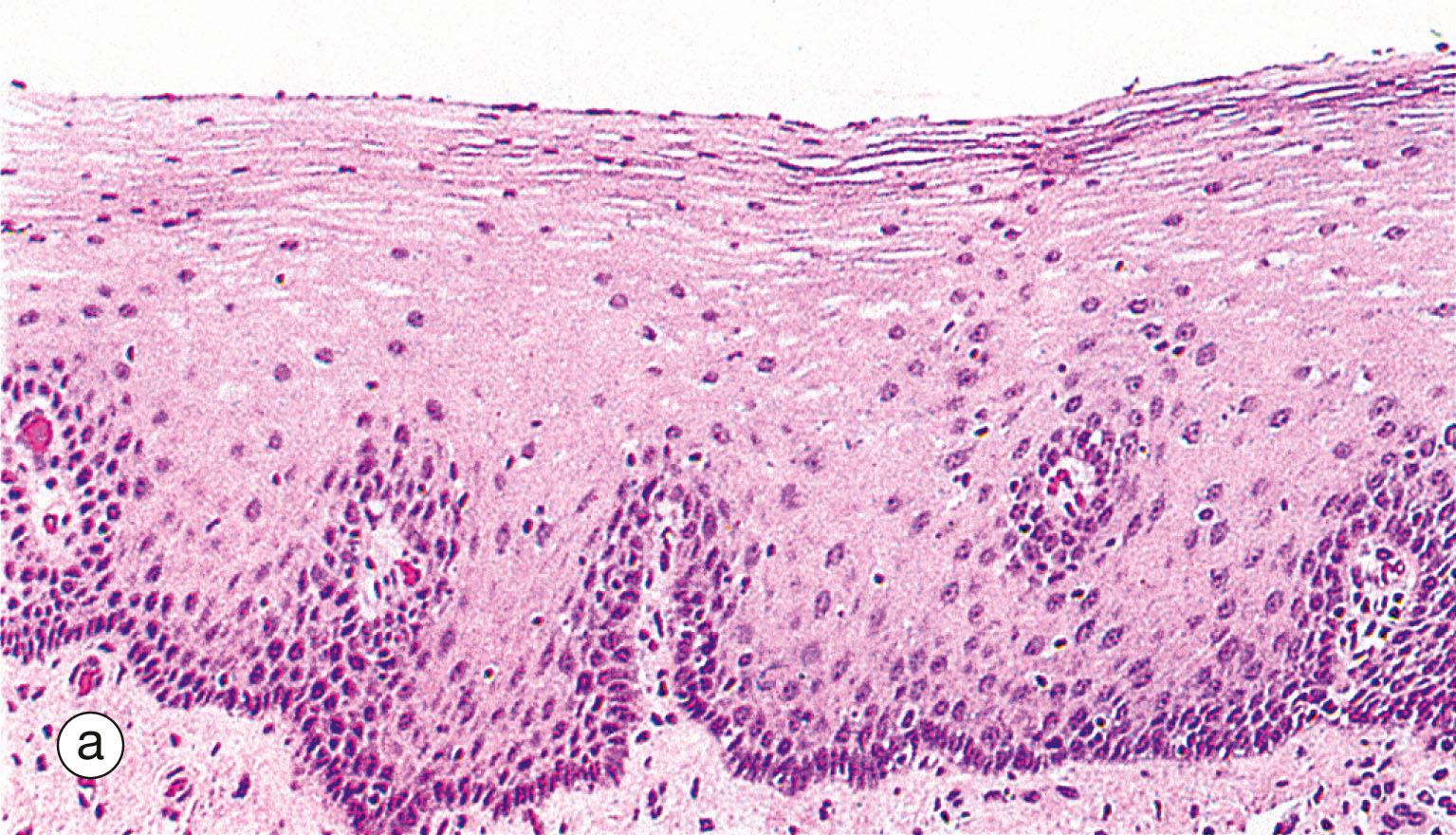 Fig. 14.33, Comparison of histological features throughout the gastrointestinal tract (see Table 14.1 opposite)