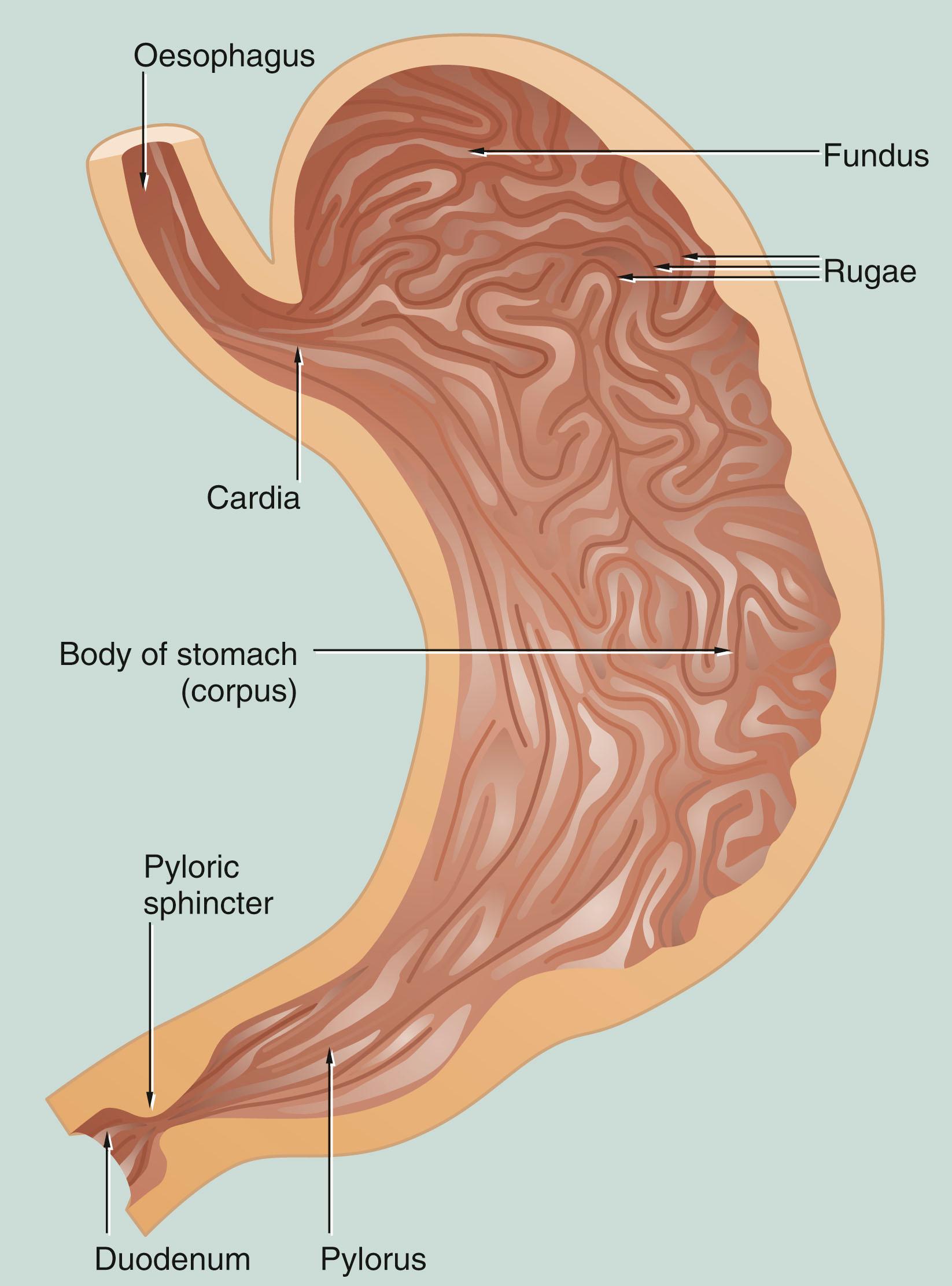 Fig. 14.7, Stomach