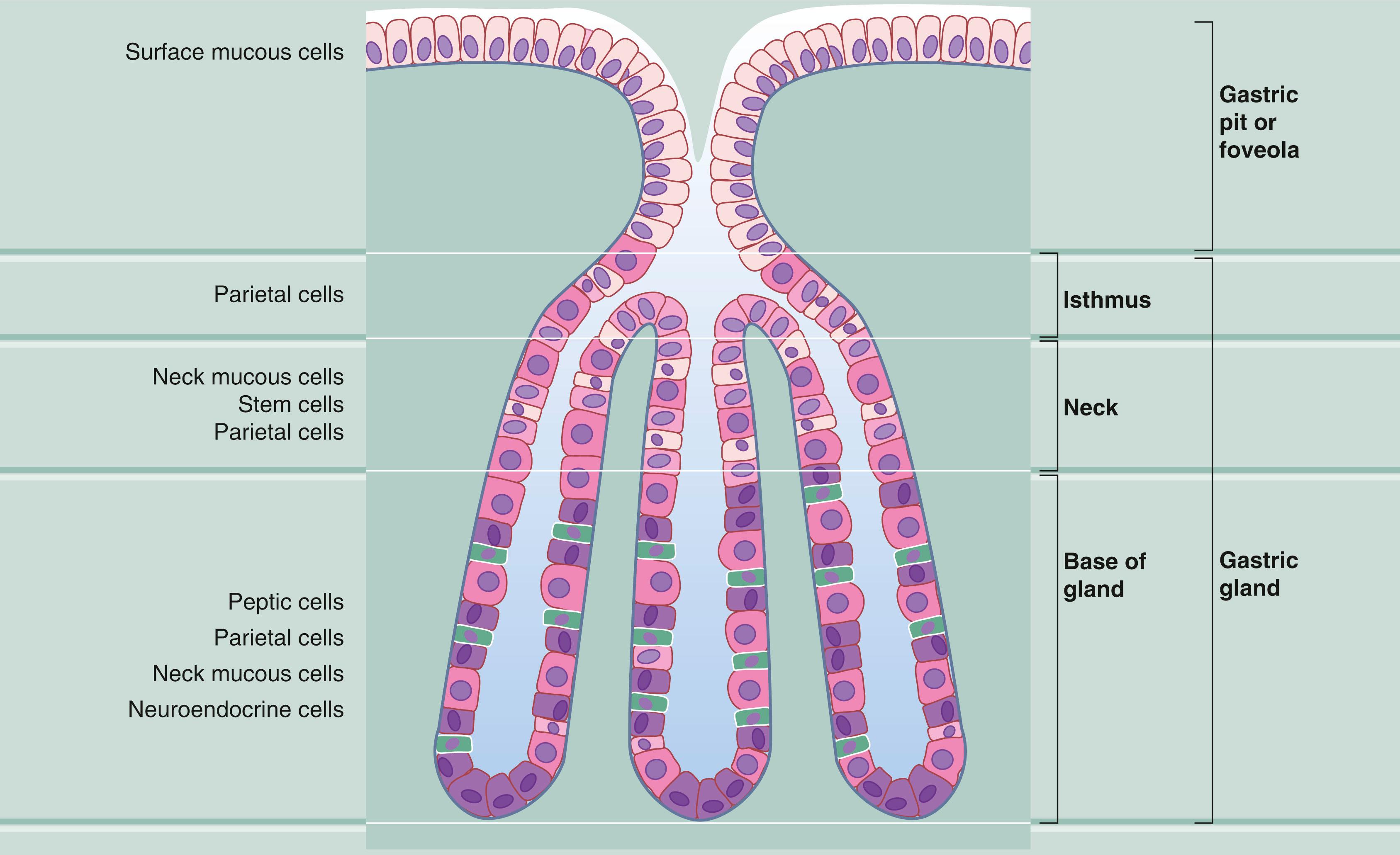 Fig. 14.9, Body of the stomach: structure of the gastric glands