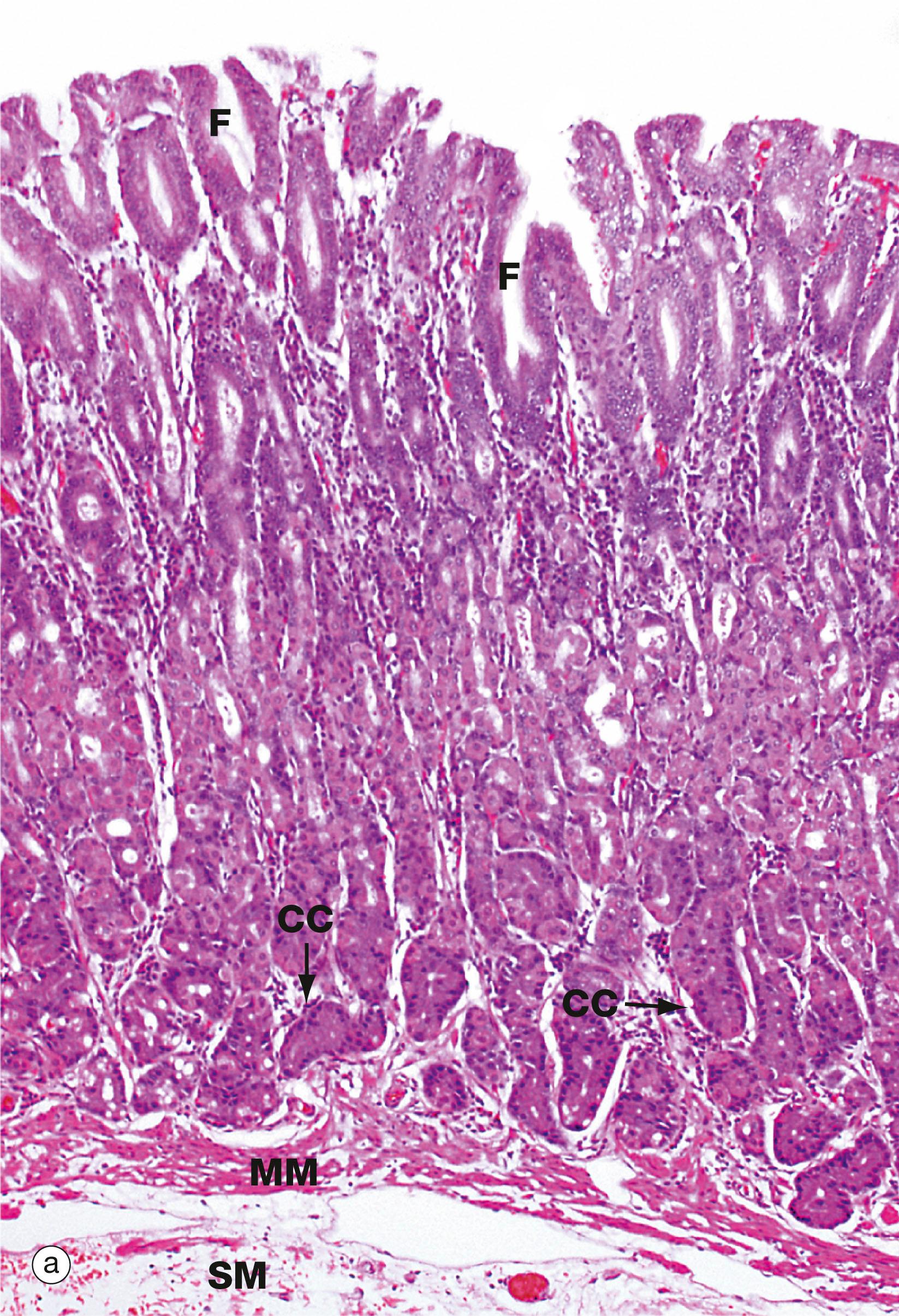 Fig. 14.10, Gastric body mucosa