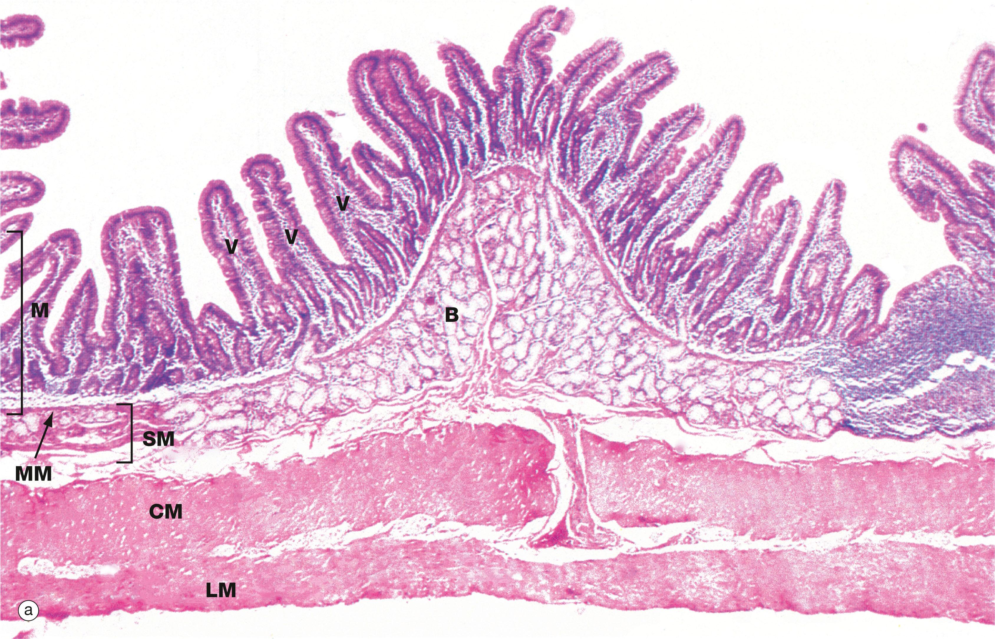 Fig. 14.16, Small intestine, monkey