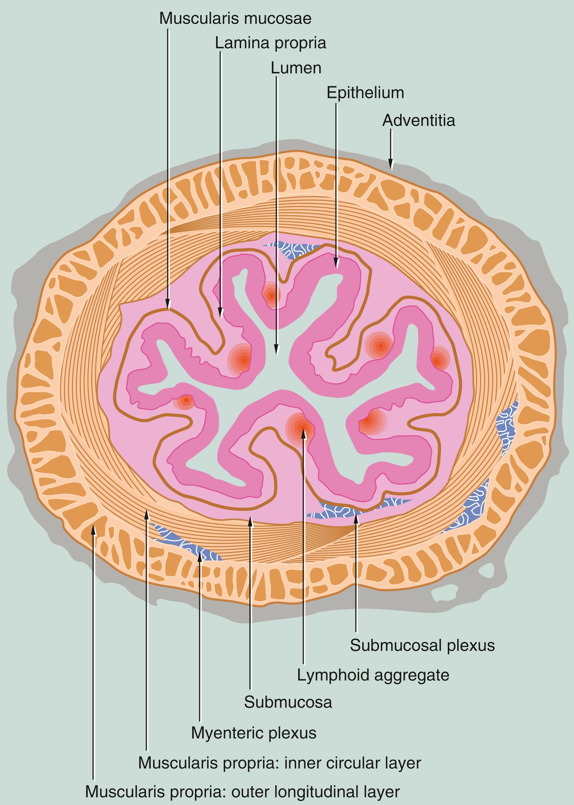 Fig. 14.2, Structure of the gastrointestinal tract