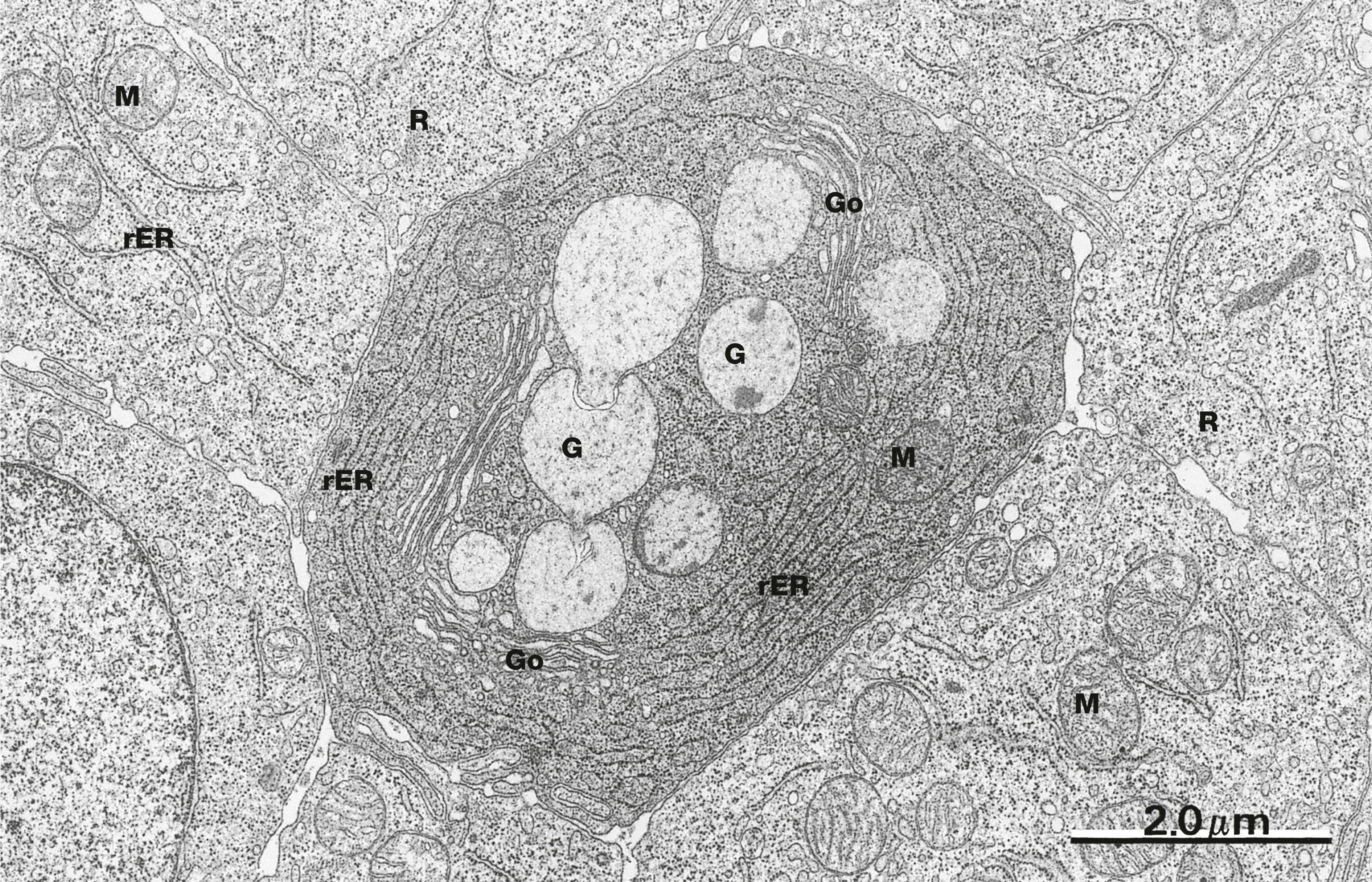 Fig. 14.23, Duodenal epithelium