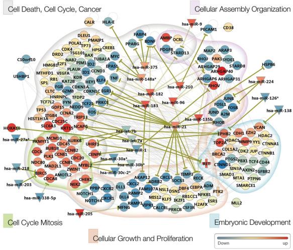 Fig. 5.6, Nonsmall cell lung cancer pathway modeling for female never-smokers. The pathway information was obtained from an ingenuity pathway analysis (IPA) using the 66 network module genes as an input list. The resulting genes were grouped into five functional categories as suggested by IPA. Validated and predicted microRNA-target relations are shown in solid and dotted lines, respectively. Changes in expression levels are indicated by node color (red for upregulation and blue for downregulation). For c-RET and PTK2, the “+” symbol is used to indicate that they are involved in a gene fusion event.