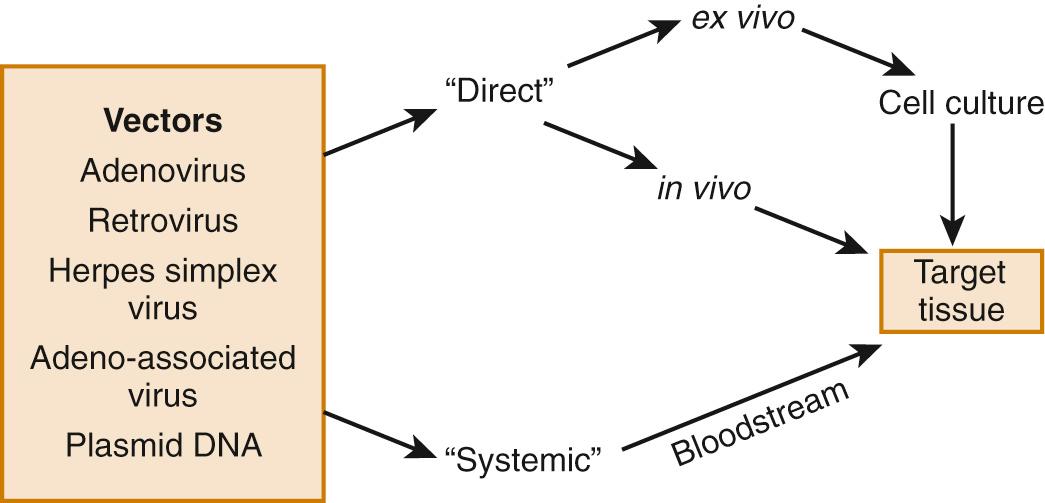 FIG 4.2, Strategies for gene delivery into the knee joint.