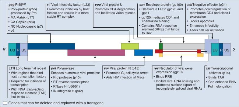 Figure 29.1, Retrovirus proviral genome and gene product functions. Overview of the 9-kb genome of the HIV provirus and a brief summary of the functions of the 9 genes encoding 15 proteins.