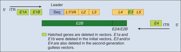 Figure 29.2, Adenovirus (Adv) genome. The Adv genome is composed of early and late genes. The E1A gene encodes the initial viral transcription unit and must be deleted to prevent the recombinant virus from replicating. In most of the original Adv vectors, E1A and E1B are deleted. The second-generation vectors (known as gutless vectors ) typically also have the E3 and/or E4 genes deleted. This deletion allows larger transgenes to be inserted into the Adv vector, and the deletion of E4 significantly reduces vector immunogenicity with the potential for a more prolonged transgene expression.