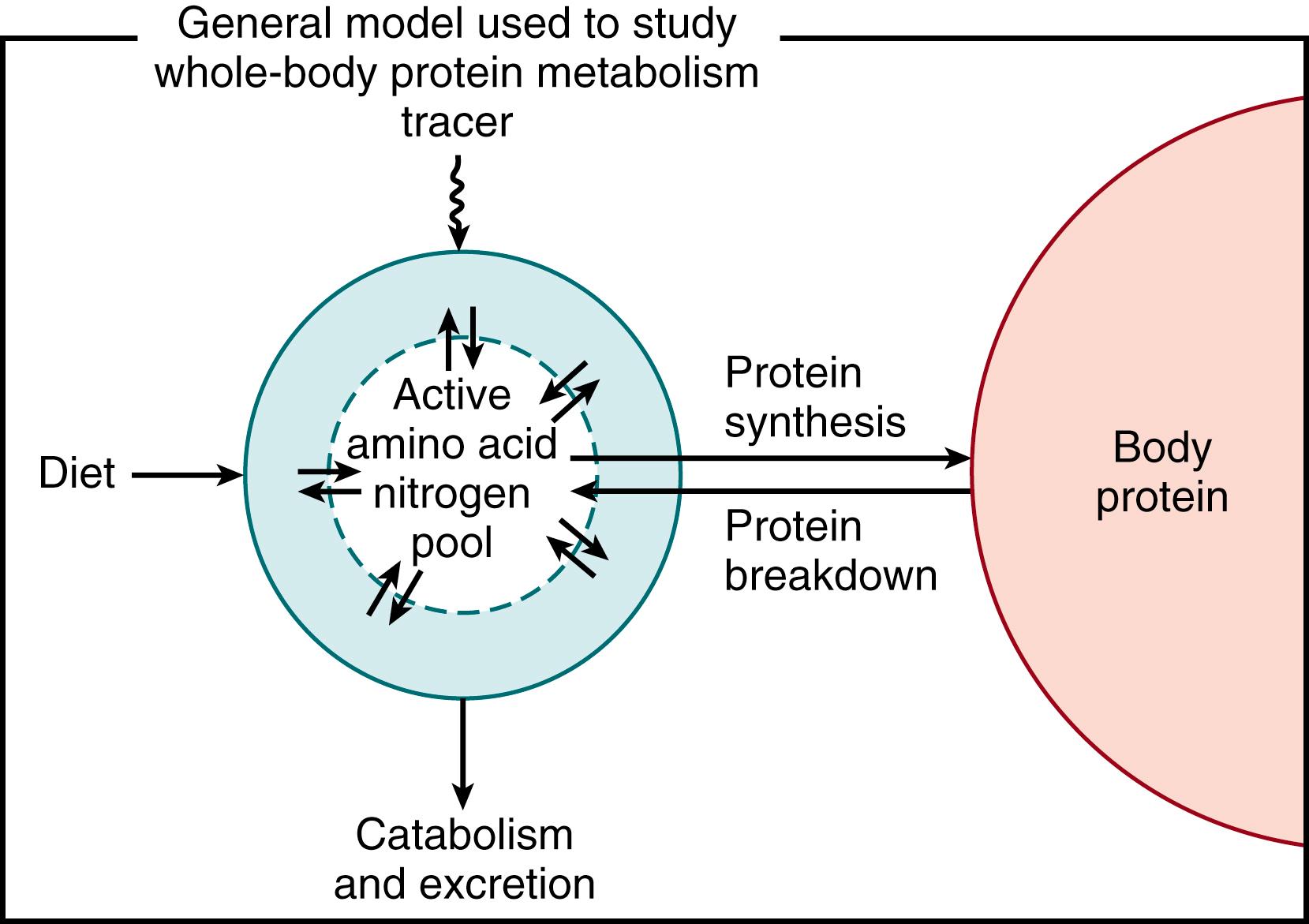 Fig. 40.2, Single-pool amino acid model for whole-body protein metabolism. The model is applied without requiring definition of individual pools. All free amino acid nitrogen is lumped together. The shaded outer circle indicates interchange of free amino acids with various intracellular free amino acid pools and with incorporation into and release from faster-turnover proteins. Slower-turnover protein, such as muscle protein, appears as an exit from the system for free amino acid by way of protein synthesis and as a source of free amino acid entry by way of protein breakdown. Amino acids also leave the system by oxidation to the end products (carbon dioxide, urea, and ammonia) and can enter through absorption of dietary protein or amino acids.