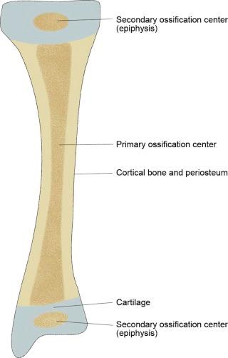 eFIGURE 2–3, Endochondral ossification.