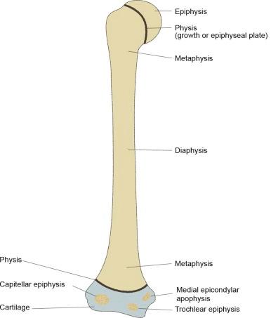 eFIGURE 2–4, Geographic anatomy, humerus.