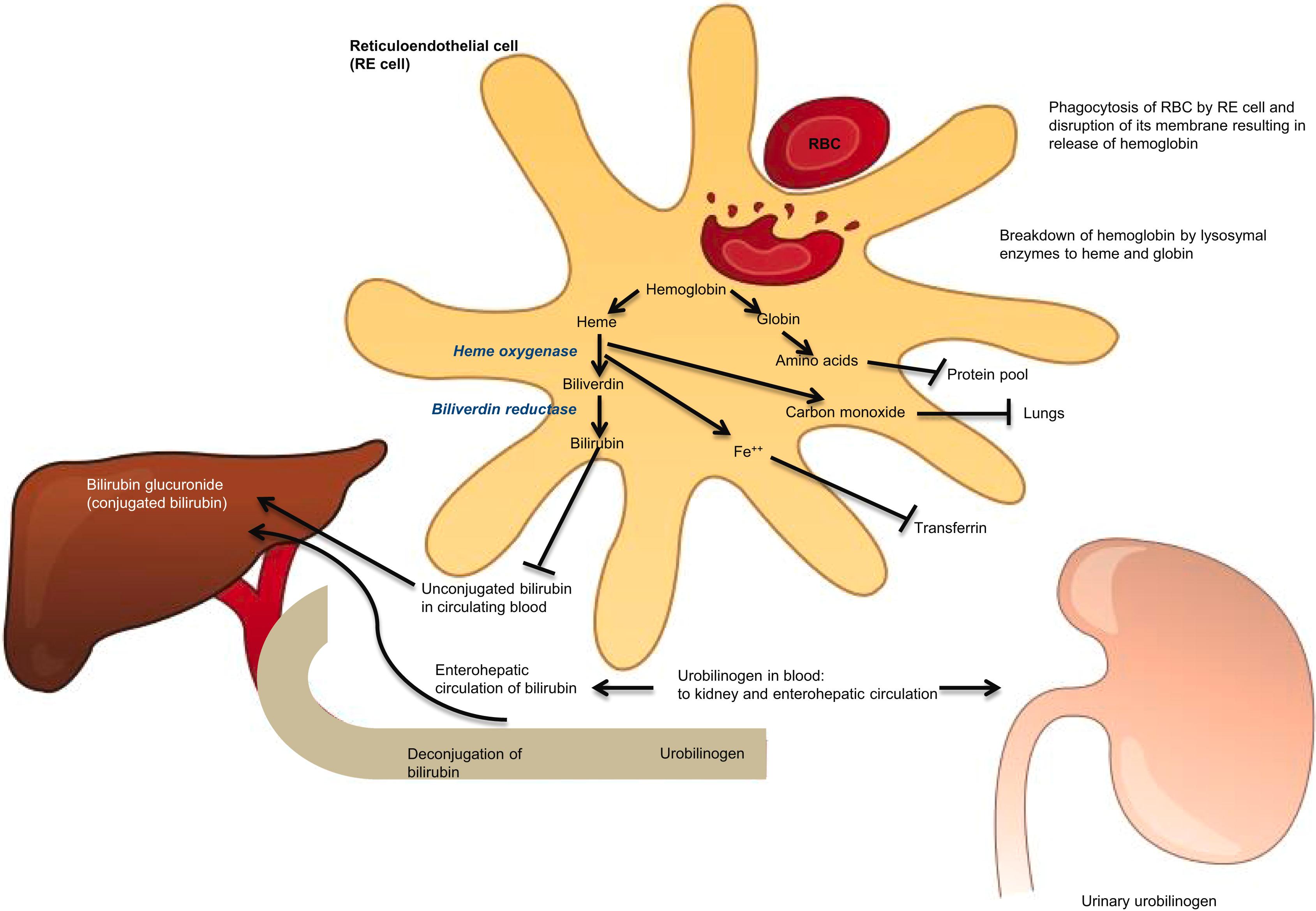 Figure 7.1, Extravascular hemoglobin catabolism following extravascular hemolysis.