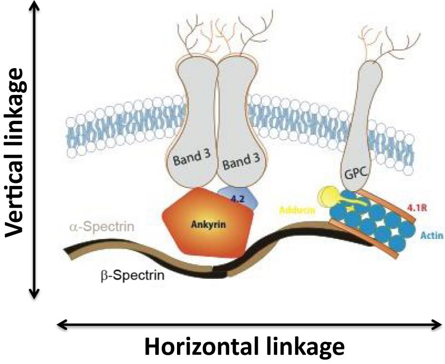 Figure 7.6, Schematic representation of the normal red cell membrane. The vertical and horizontal interactions leading, respectively, to HS and HE are highlighted.Abbreviations: HS , Hereditary spherocytosis; HE , hereditary elliptocytosis.