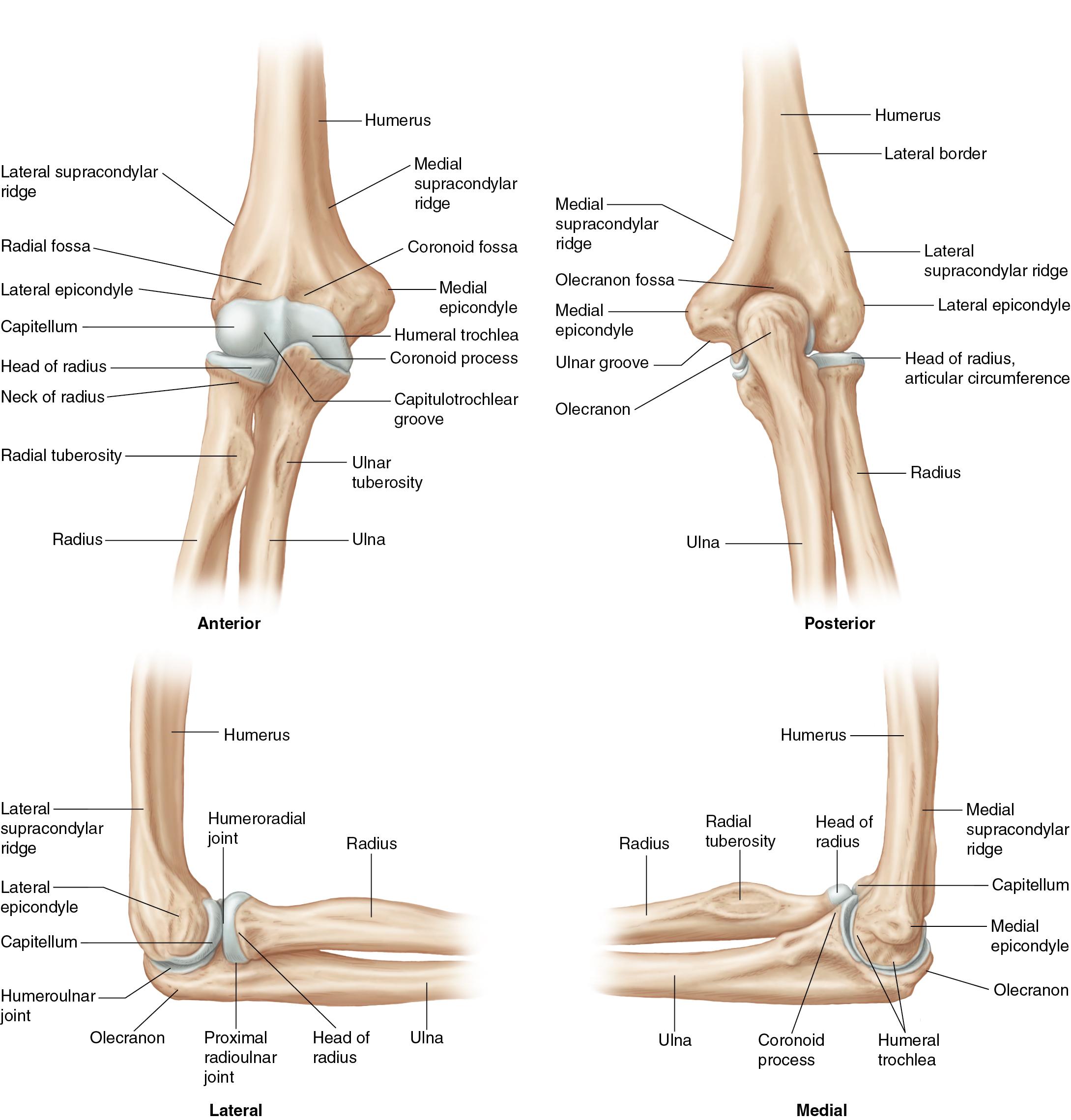 Fig. 42.2, Osteoarticular anatomy of the elbow. Demonstrating particular landmarks of the humerus, radius, and ulna.