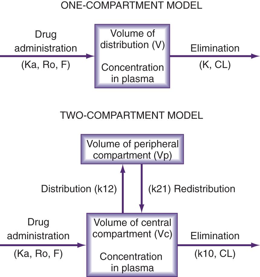 Fig. 139.2, Pharmacokinetic models simplify complex physiologic process. Concentrations may behave as if the body were a single rapidly equilibrating compartment or follow a more complicated two-compartment model in which a slower distribution phase into tissues is observed. See text for explanation of terms.