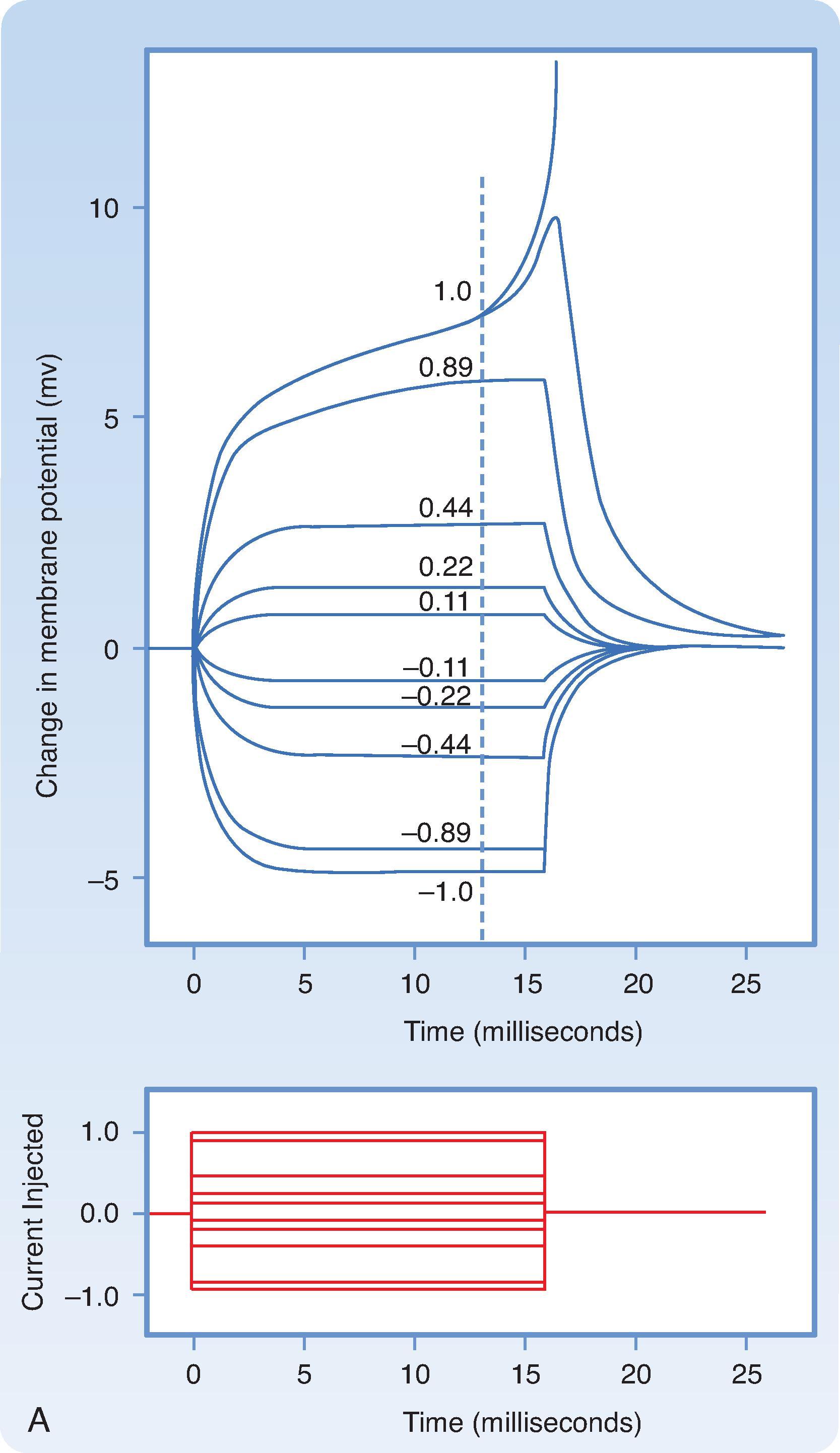 Fig. 5.1, A, Voltage responses of an axon to rectangular pulses of hyperpolarizing current ( negative numbers ) or depolarizing current ( positive numbers ) as injected and recorded from an intracellular electrode. The changes in transmembrane potential are mirror images of the small-amplitude pulses. At the threshold level (current = 1.0), there is a 50:50 chance of returning to resting potential or of generating an action potential. For clarity, only the rising phase of the action potential is shown. B, Current-voltage (I-V) plot derived from data in A . Current pulse amplitude is plotted on the x-axis, and voltage response (measured at dotted line ) is plotted on the y-axis. Note the deviation from linearity with large depolarizations, which is due to activation of voltage-gated conductances.