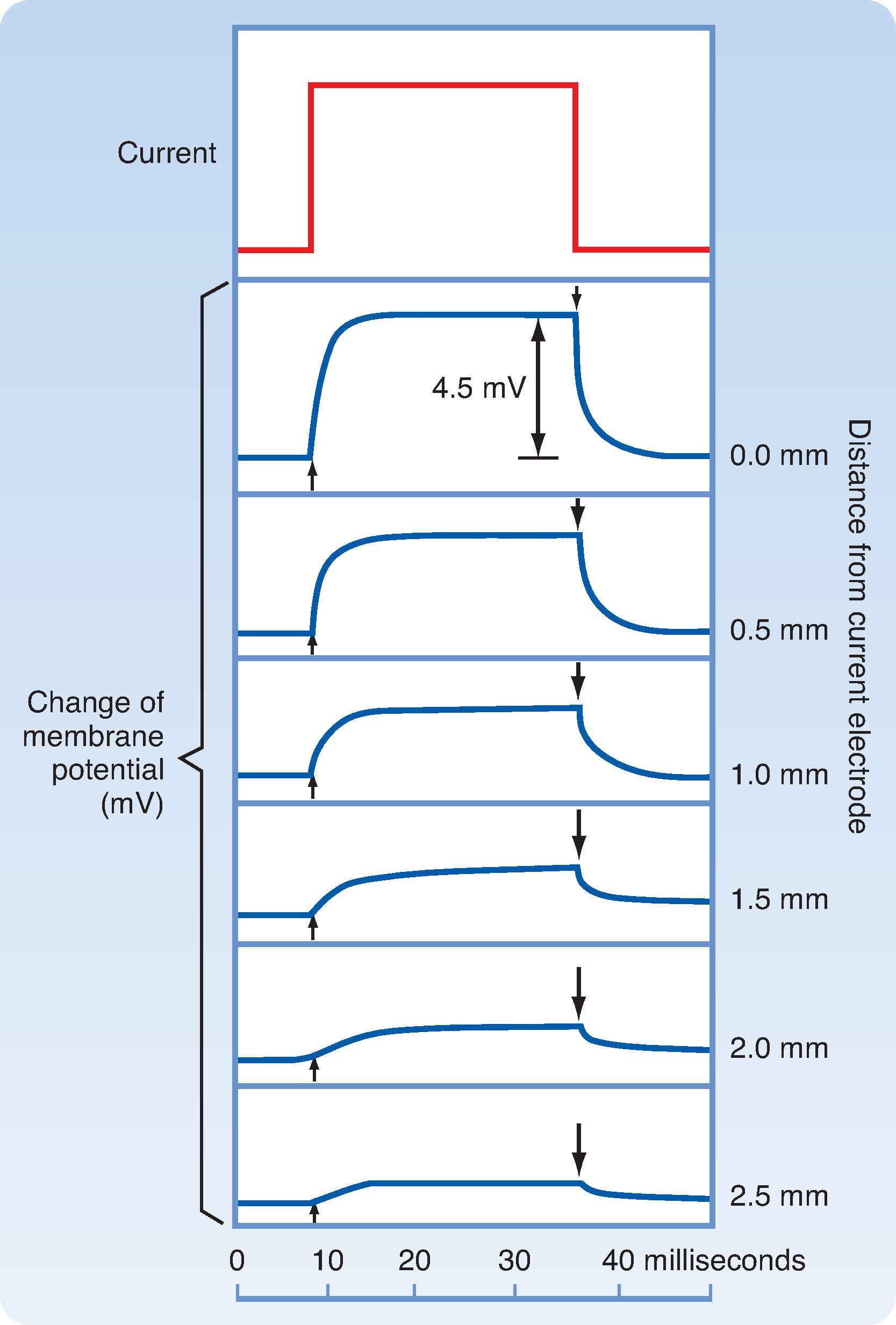 Fig. 5.2, Responses of an axon of a shore crab to a subthreshold rectangular current pulse by an extracellular electrode applied closely to its surface and located at different distances from the current-passing electrode. As the recording electrode is moved farther from the point of stimulation, the response of the membrane potential is slower and smaller.