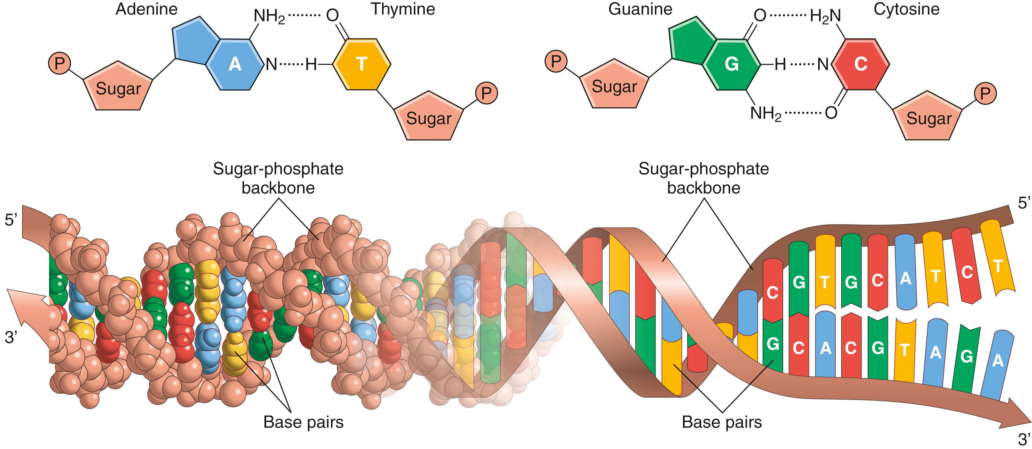 Figure 3-2, The helical double-stranded structure of the gene. The outside strands are composed of phosphoric acid and the sugar deoxyribose. The internal molecules connecting the two strands of the helix are purine and pyrimidine bases, which determine the “code” of the gene.