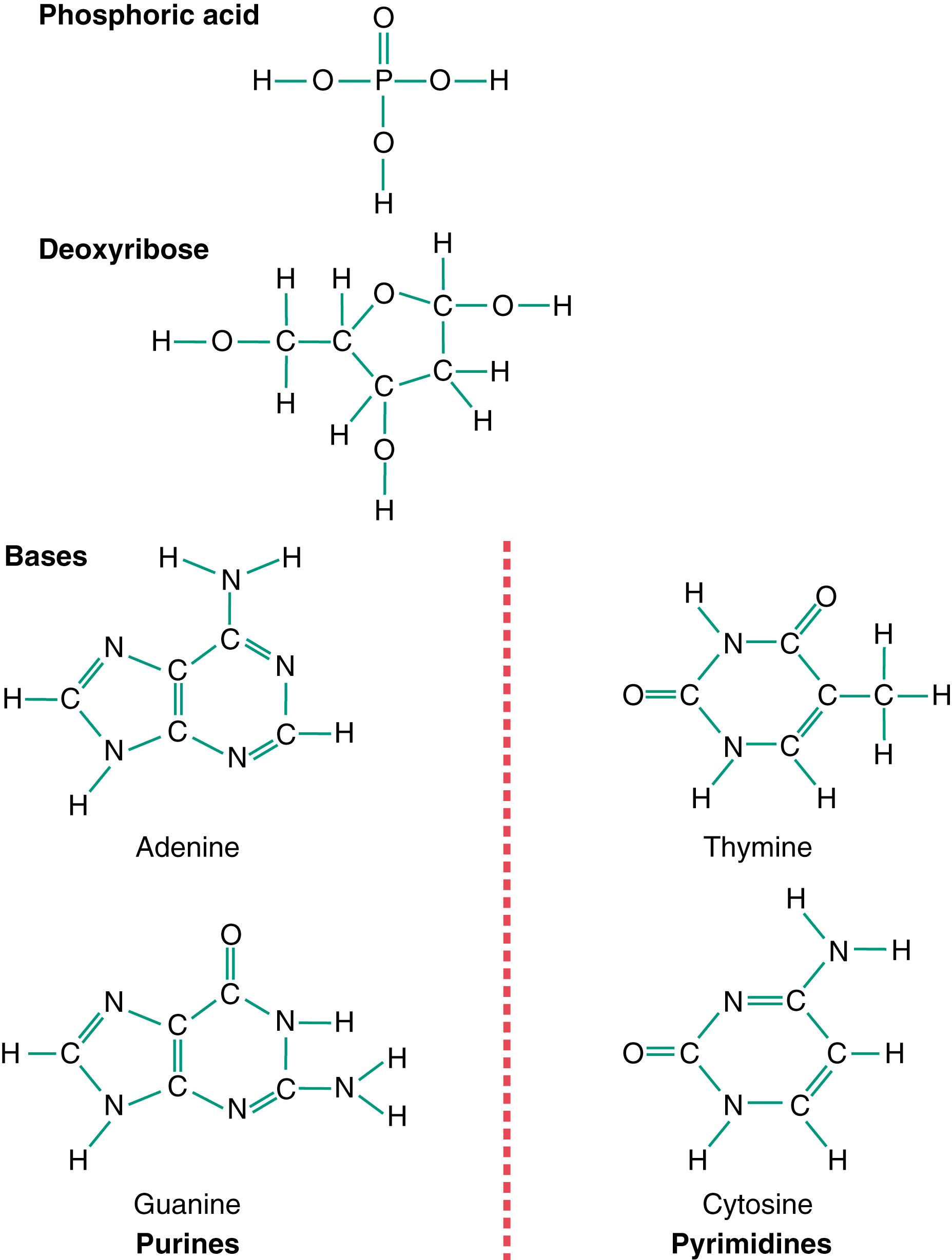 Figure 3-3, The basic building blocks of DNA.