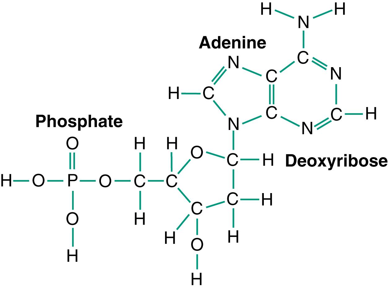 Figure 3-4., Deoxyadenylic acid, one of the nucleotides that make up DNA.