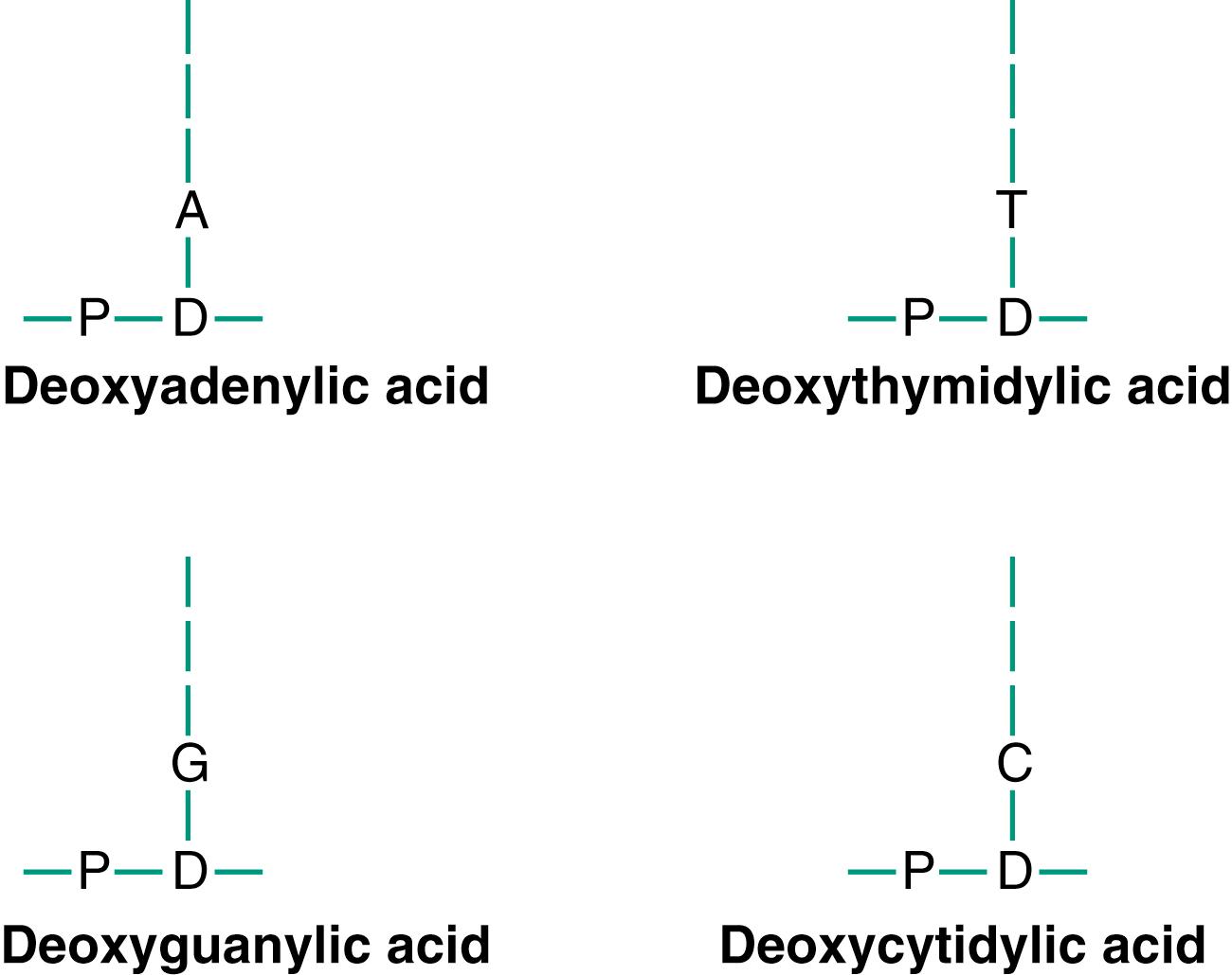 Figure 3-5., Symbols for the four nucleotides that combine to form DNA. Each nucleotide contains phosphoric acid (P), deoxyribose (D), and one of the four nucleotide bases: adenine (A); thymine (T); guanine (G); or cytosine (C).